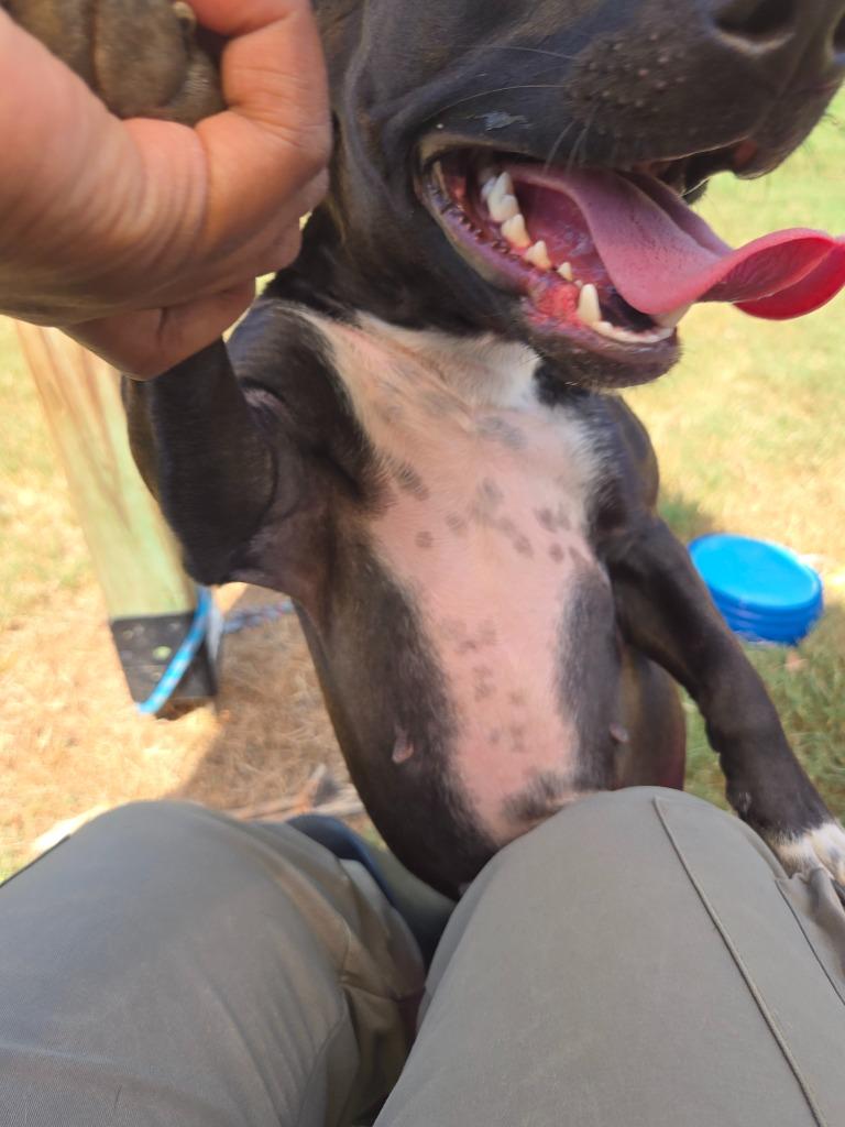 Enlarge Jazmina, a Adoptable Dachshund in Douglasville, GA image 6/6