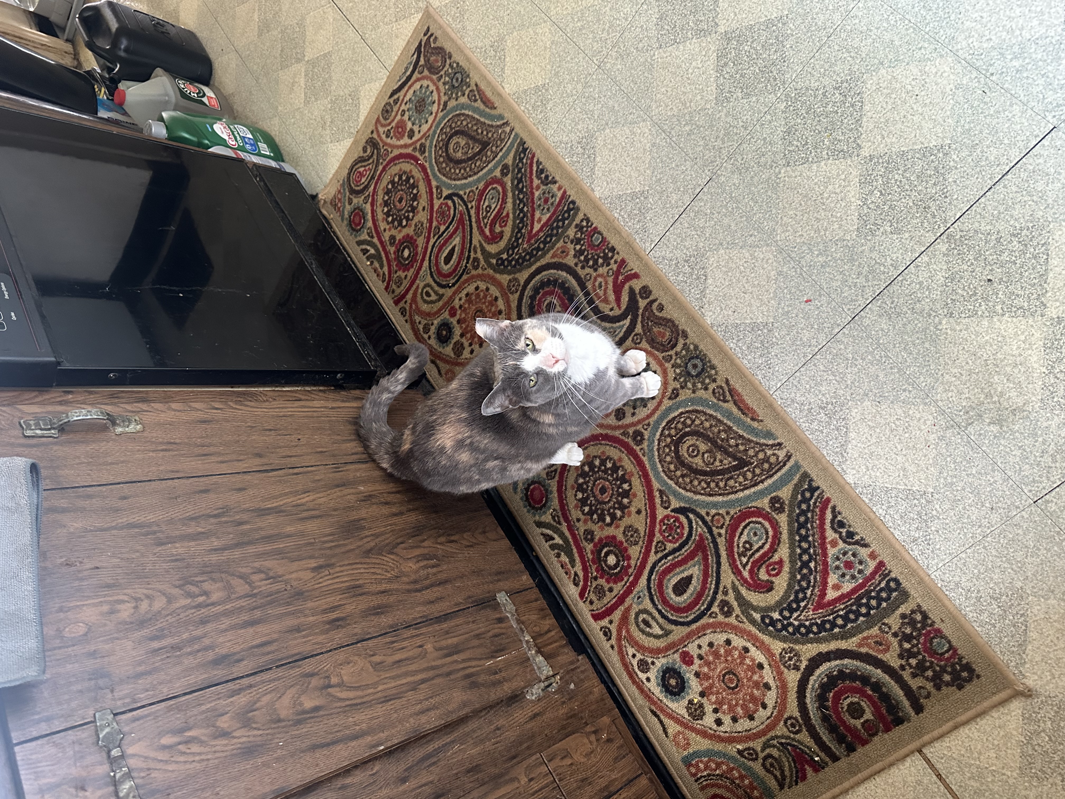 Enlarge Cali, a Adoptable Domestic Short Hair in Verona, PA image 2/6