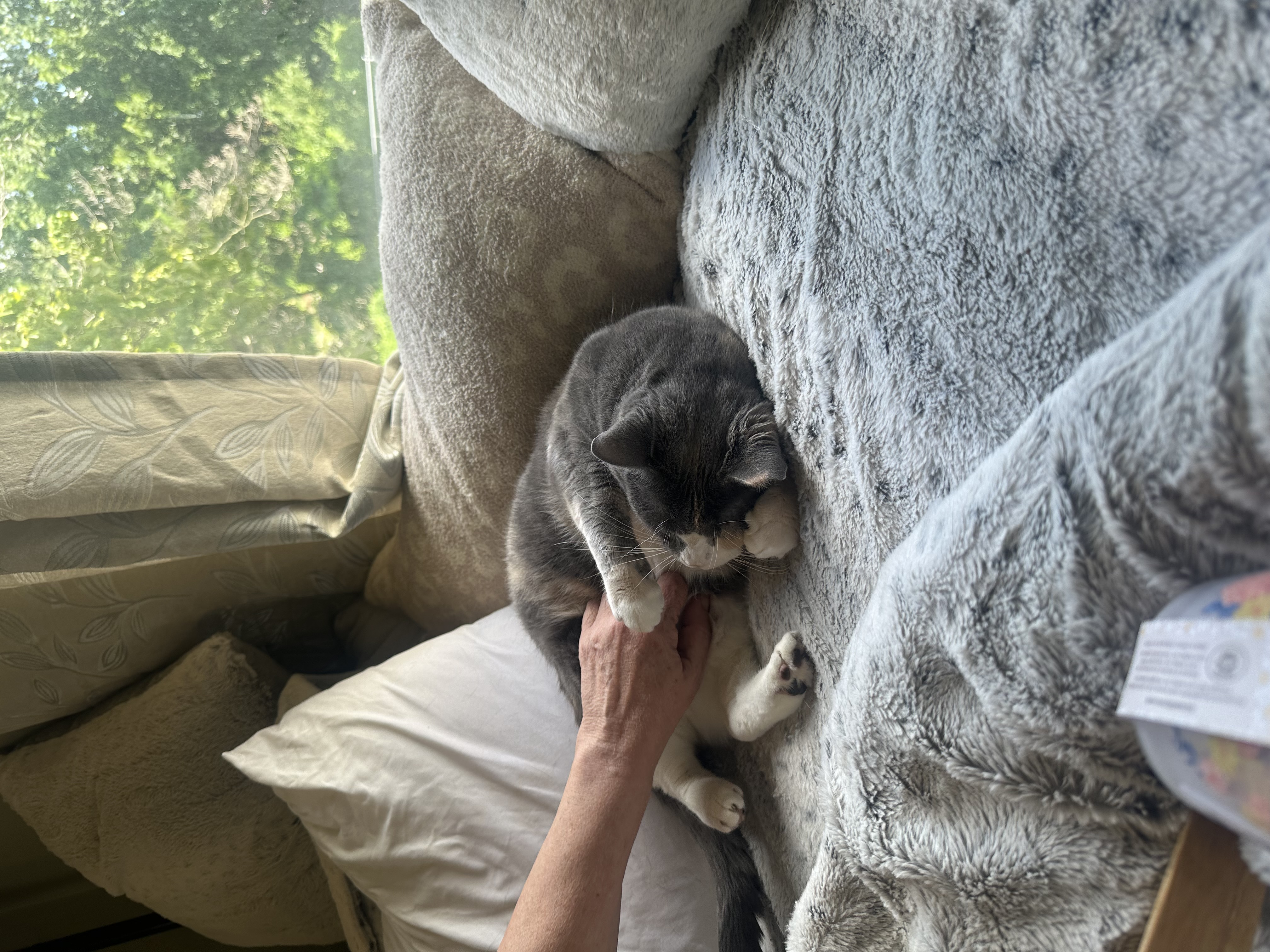 Enlarge Cali, a Adoptable Domestic Short Hair in Verona, PA image 6/6