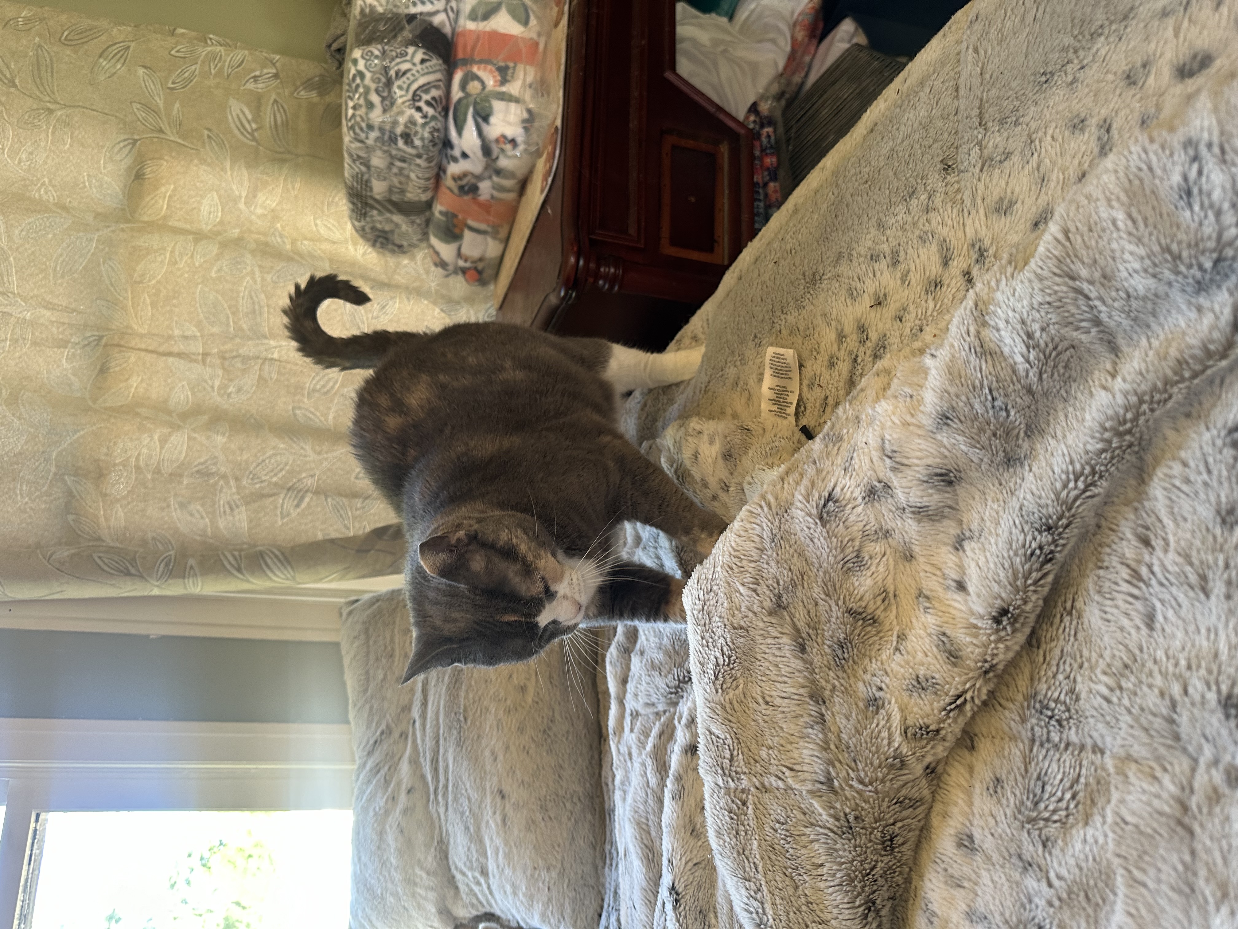 Enlarge Cali, a Adoptable Domestic Short Hair in Verona, PA image 3/6