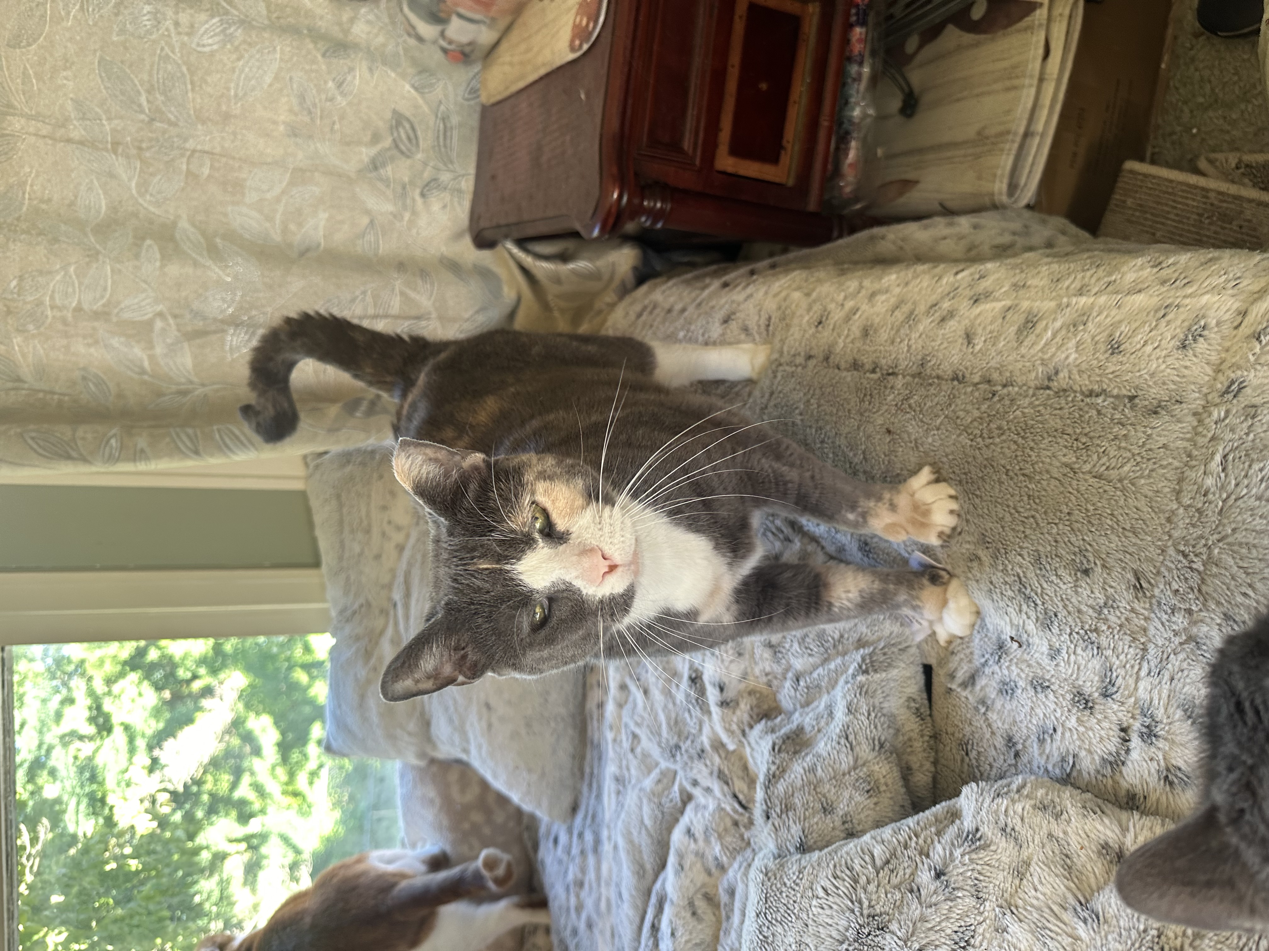 Enlarge Cali, a Adoptable Domestic Short Hair in Verona, PA image 1/6