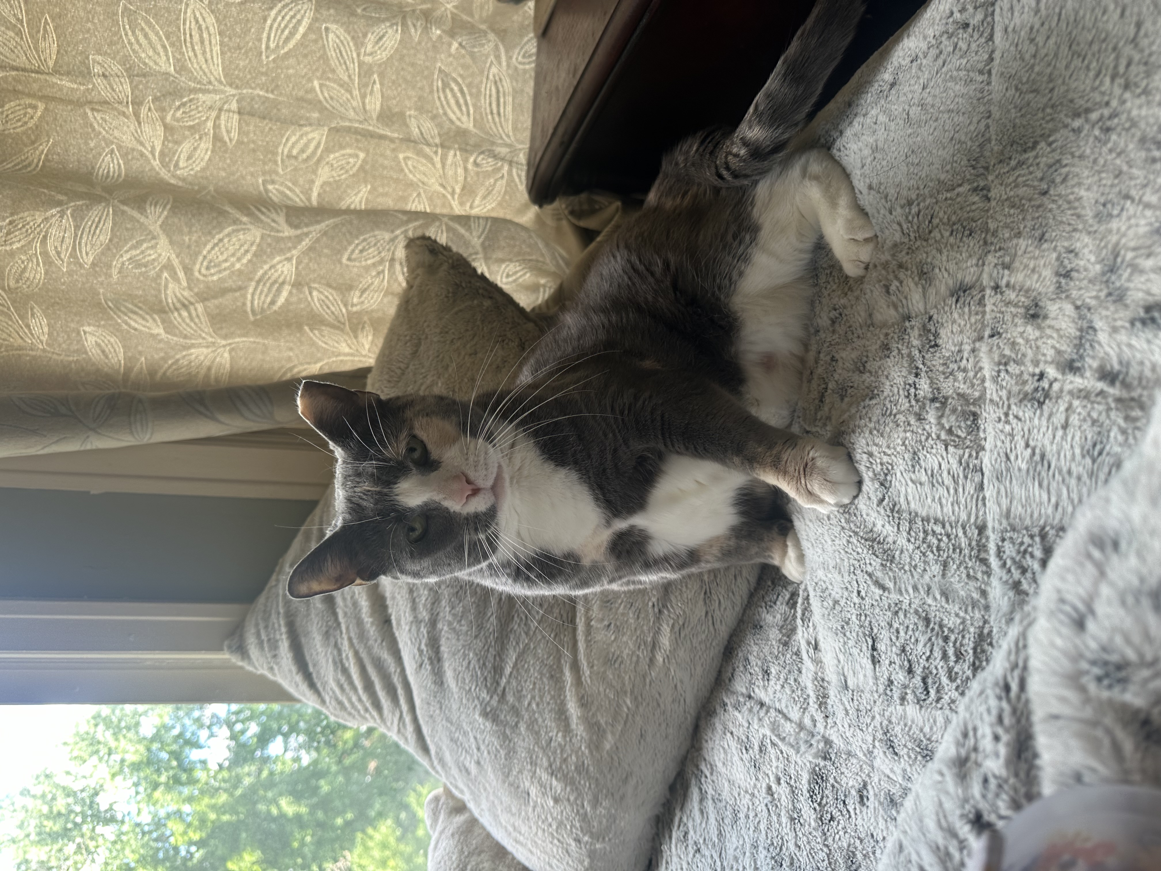 Enlarge Cali, a Adoptable Domestic Short Hair in Verona, PA image 5/6