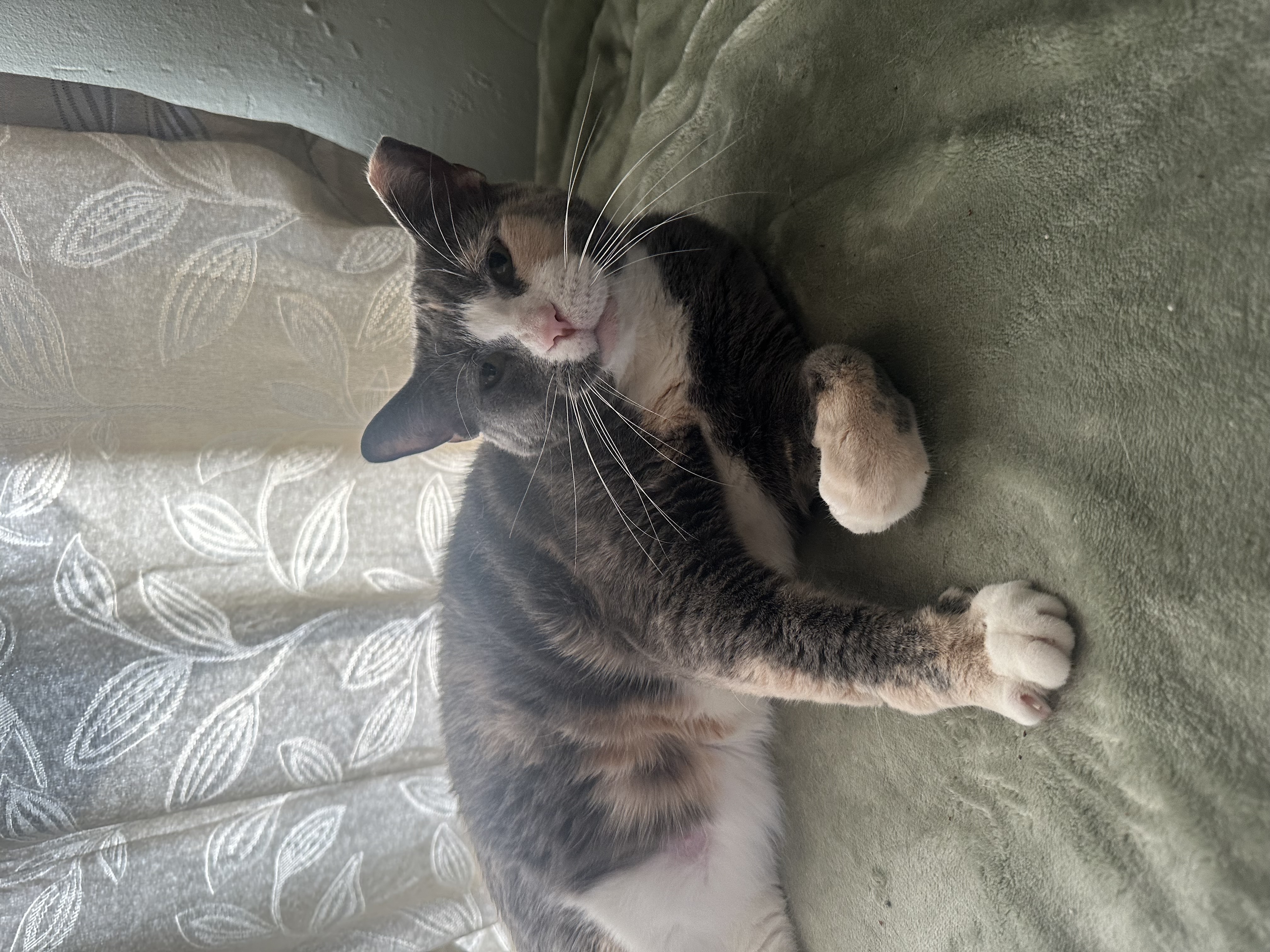 Enlarge Cali, a Adoptable Domestic Short Hair in Verona, PA image 4/6