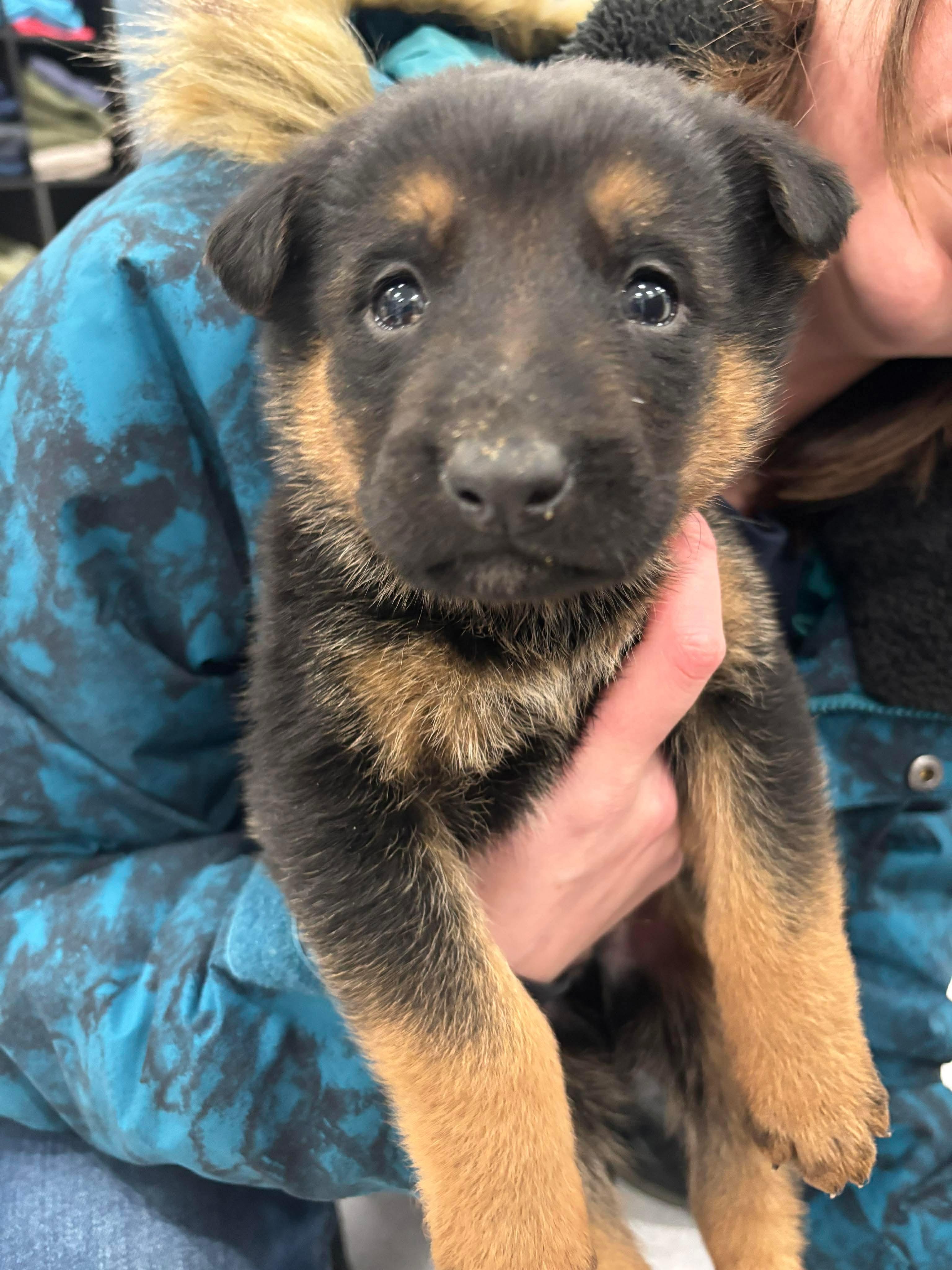 Enlarge Fiyero (Fiyo), a Adopted mixed breed in Steinbach, MB image 1/2