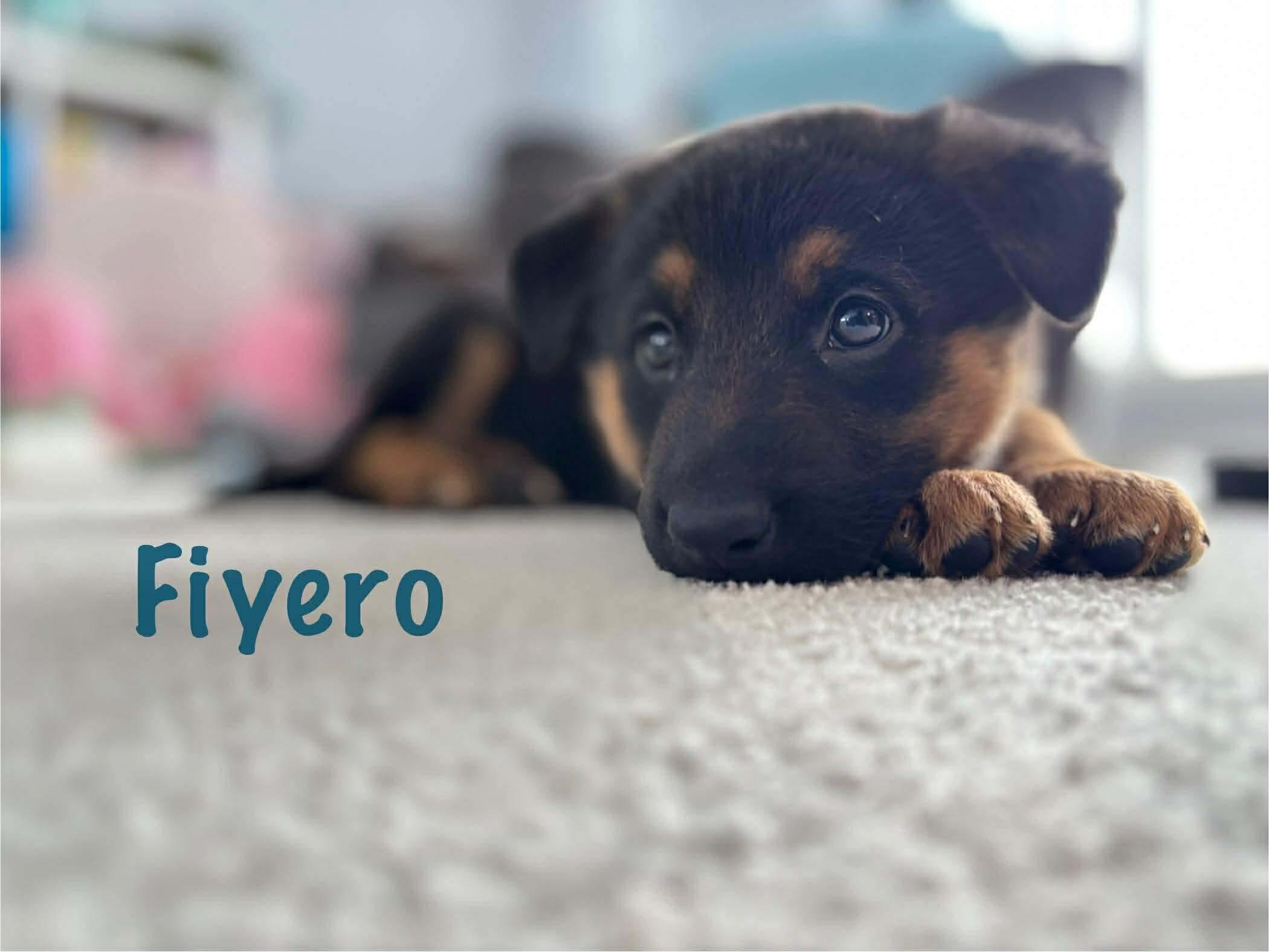 Enlarge Fiyero (Fiyo), a Adopted mixed breed in Steinbach, MB image 2/2