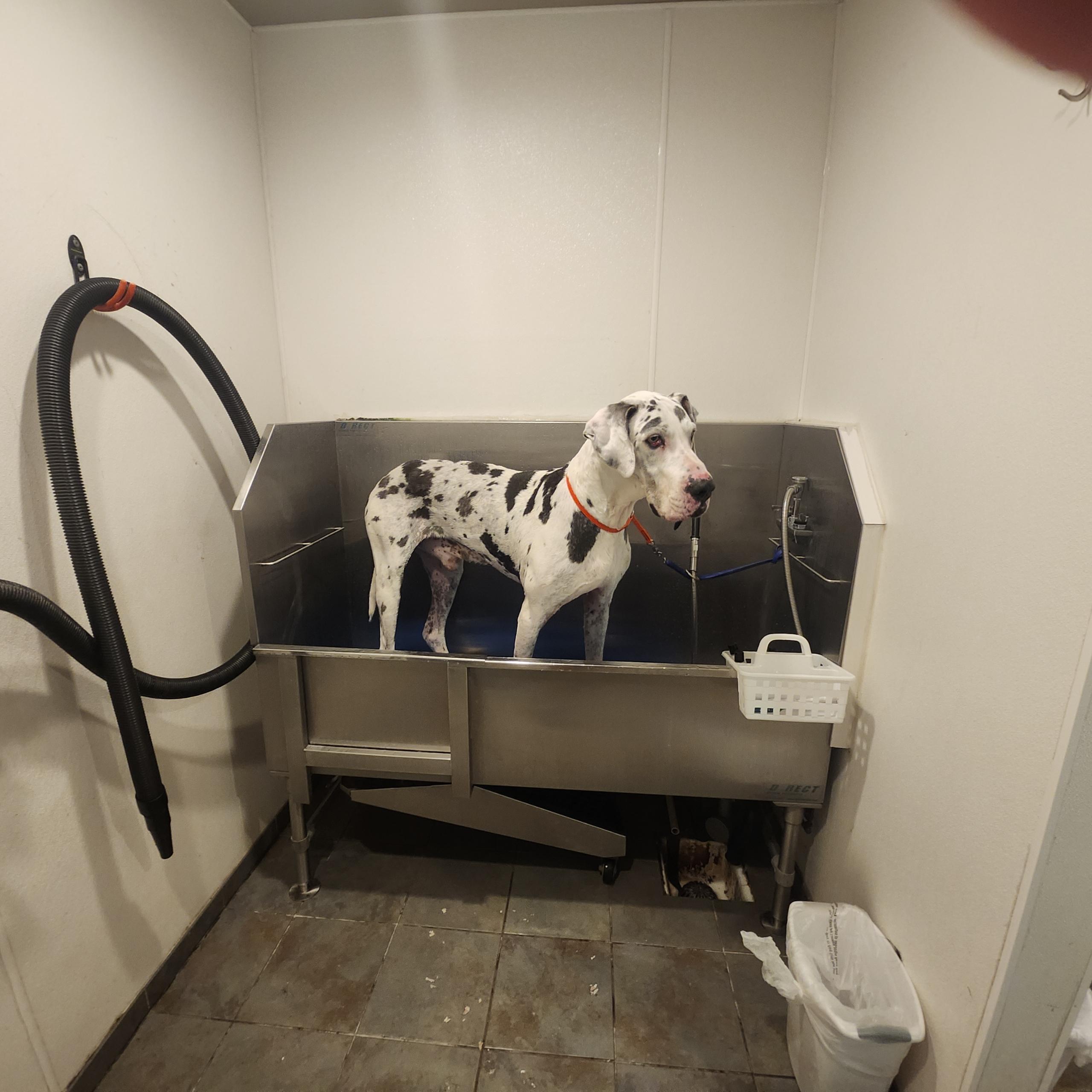 Enlarge Duke - 8yr old dane looking for a soft bed and kinder future, an adopted Great Dane in Kirkland, WA image 2/6