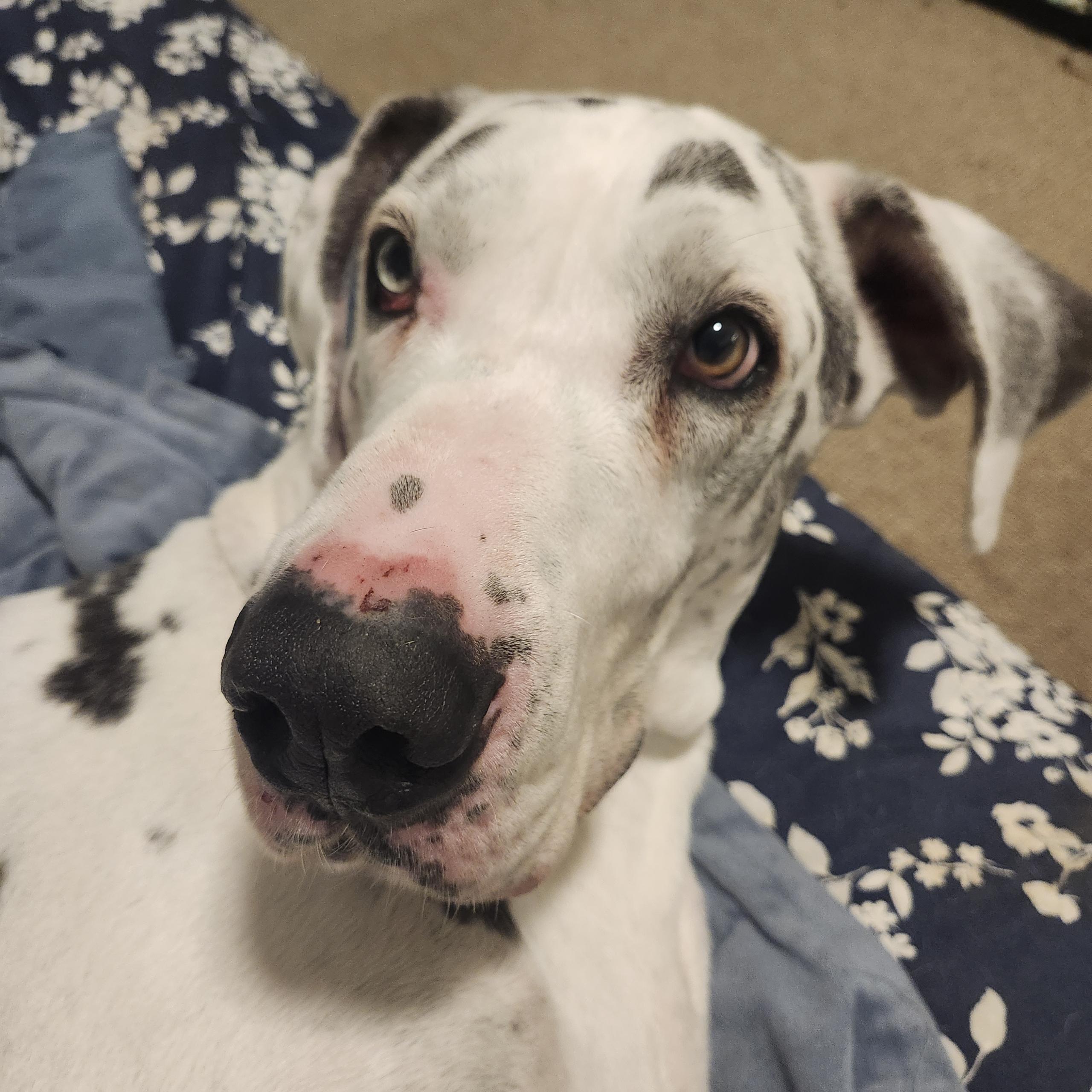 Enlarge Duke - 8yr old dane looking for a soft bed and kinder future, an adopted Great Dane in Kirkland, WA image 4/6