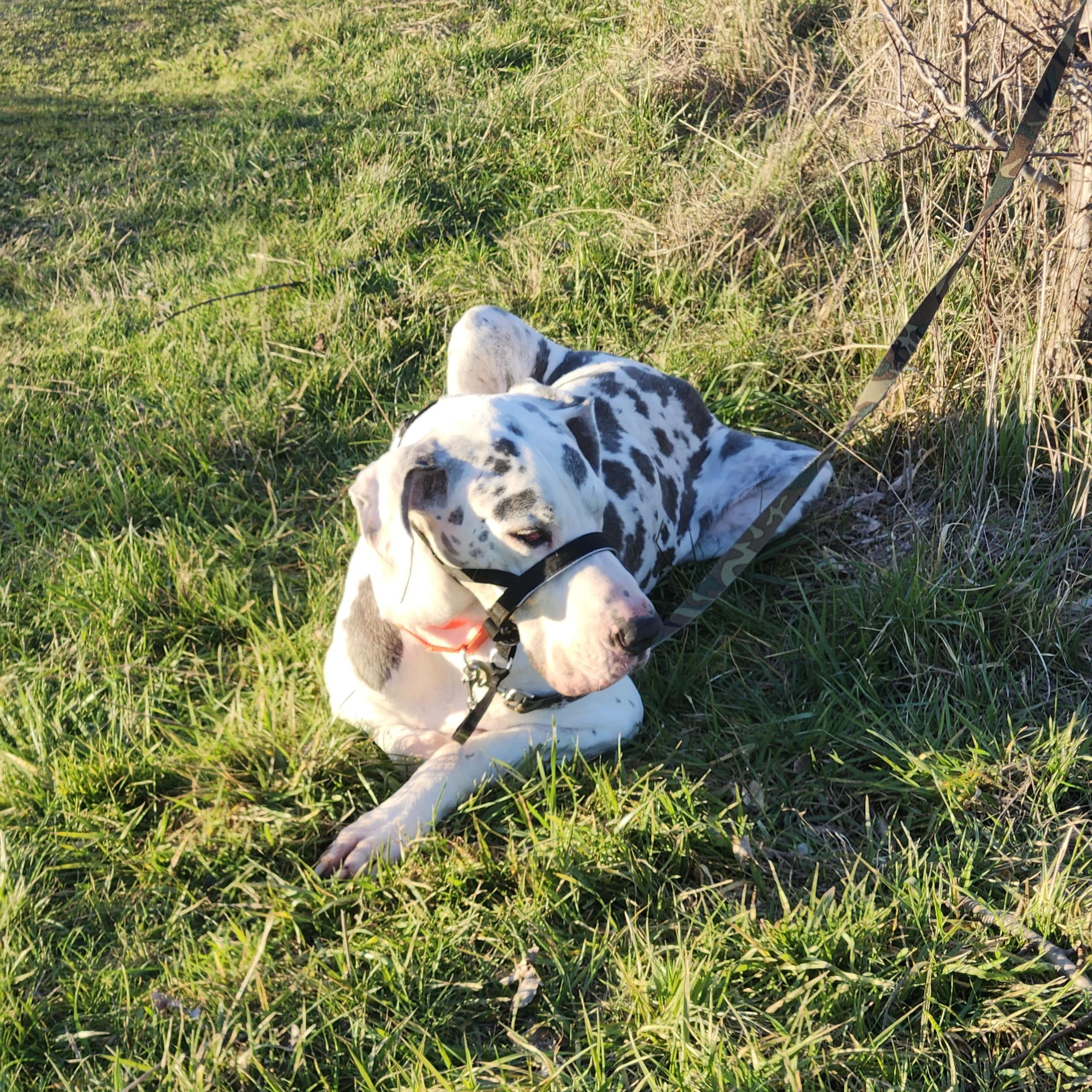 Enlarge Duke - 8yr old dane looking for a soft bed and kinder future, an adopted Great Dane in Kirkland, WA image 6/6