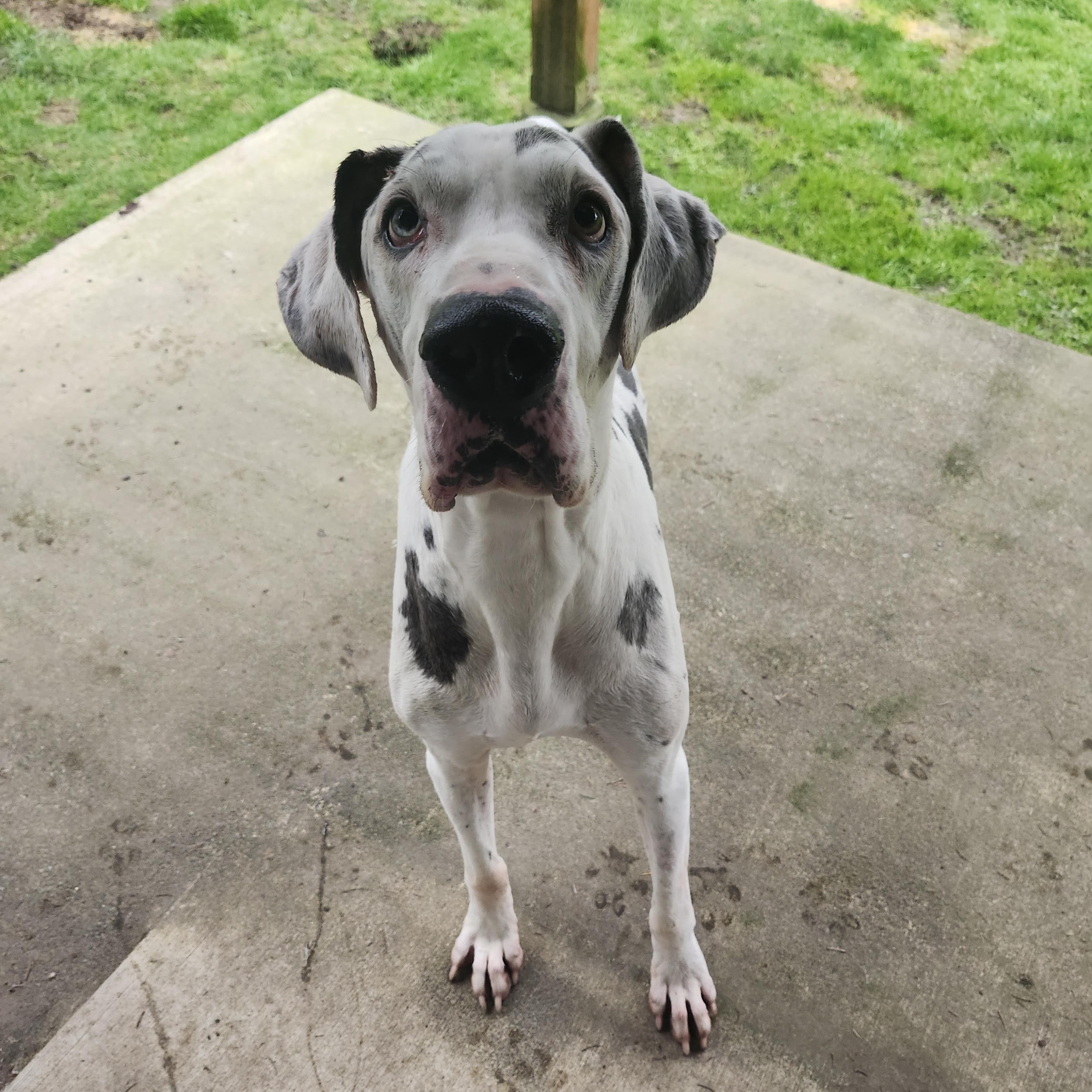 Duke - 8yr old dane looking for a soft bed and kinder future, adopted, Senior Male Great Dane.