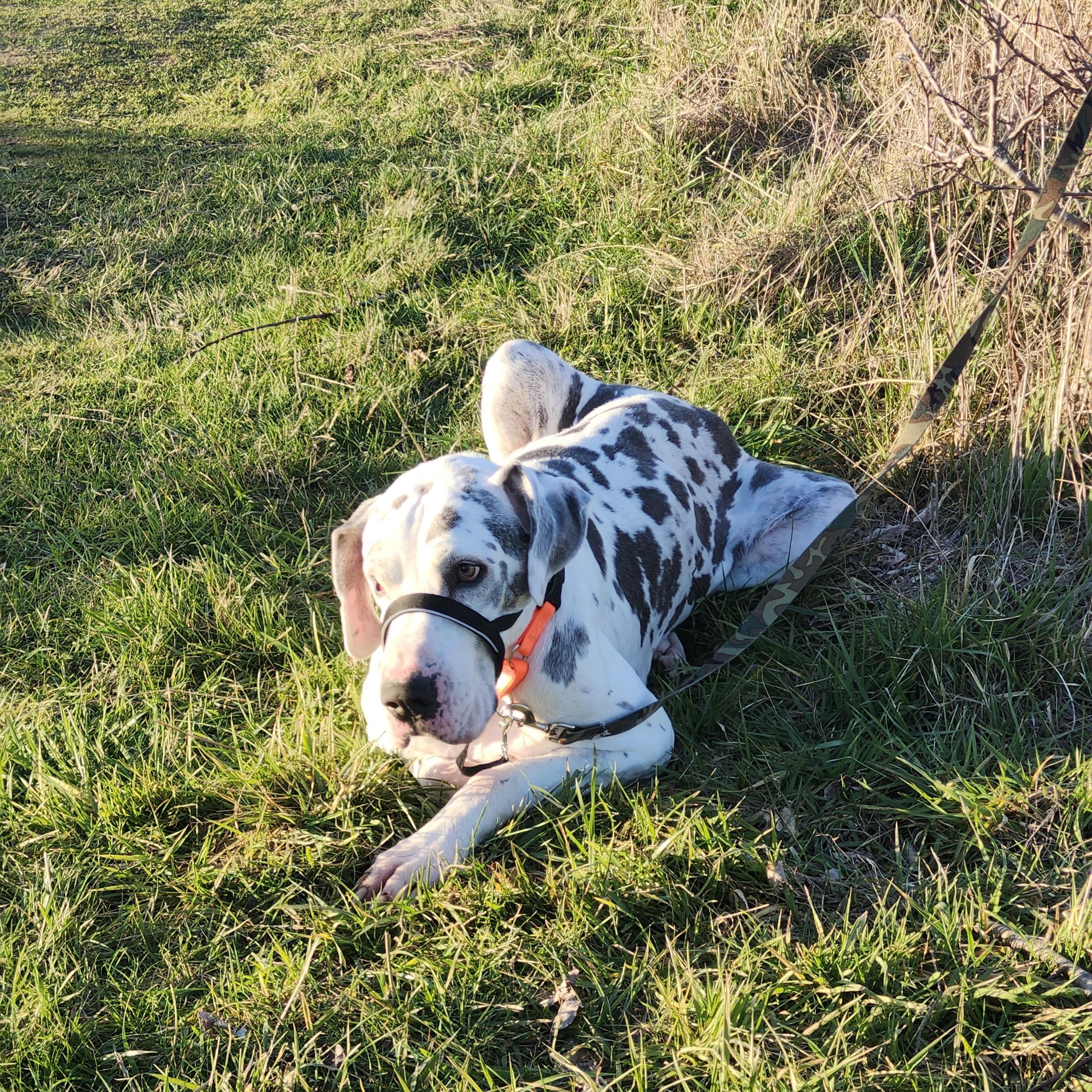 Enlarge Duke - 8yr old dane looking for a soft bed and kinder future, an adopted Great Dane in Kirkland, WA image 3/6