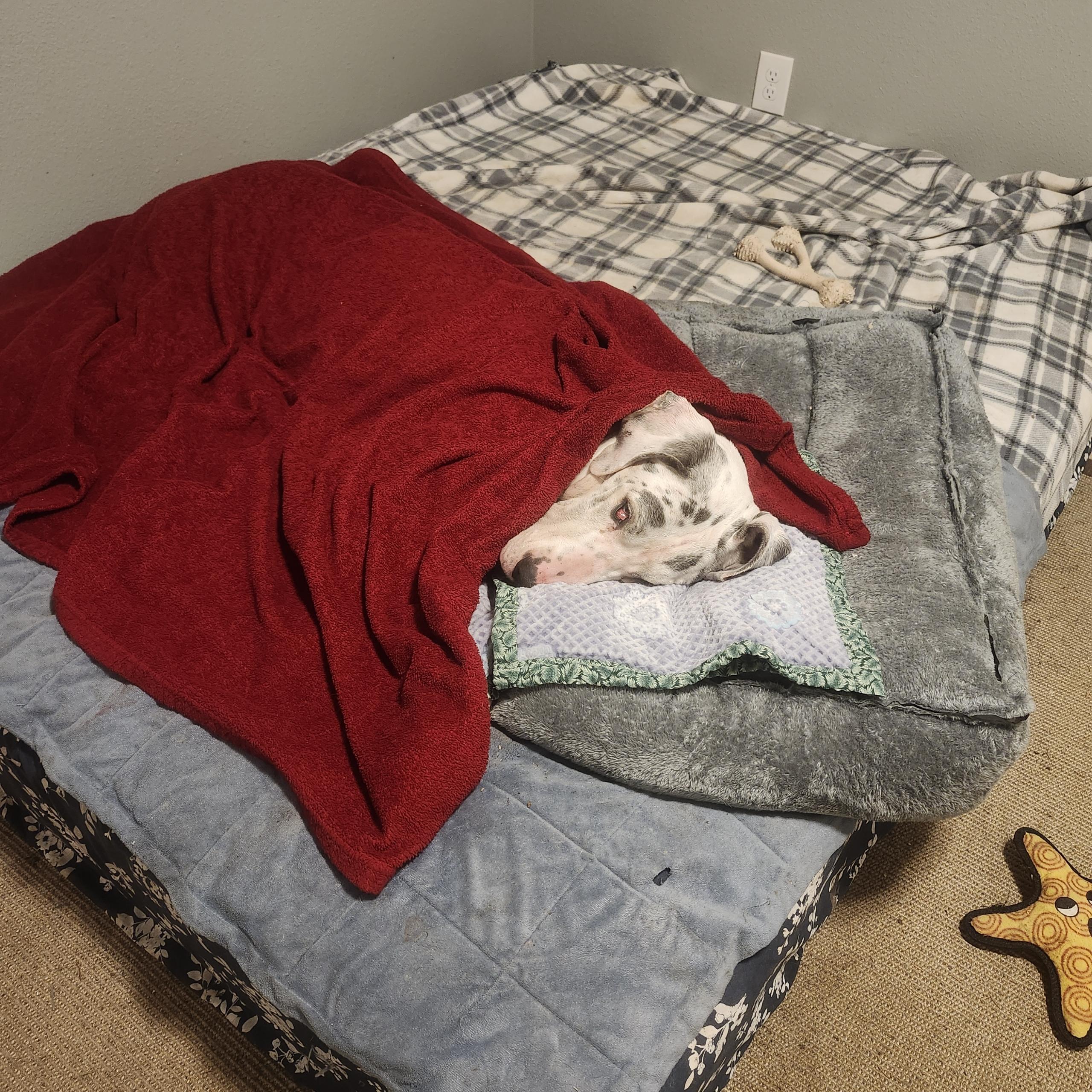 Enlarge Duke - 8yr old dane looking for a soft bed and kinder future, an adopted Great Dane in Kirkland, WA image 5/6