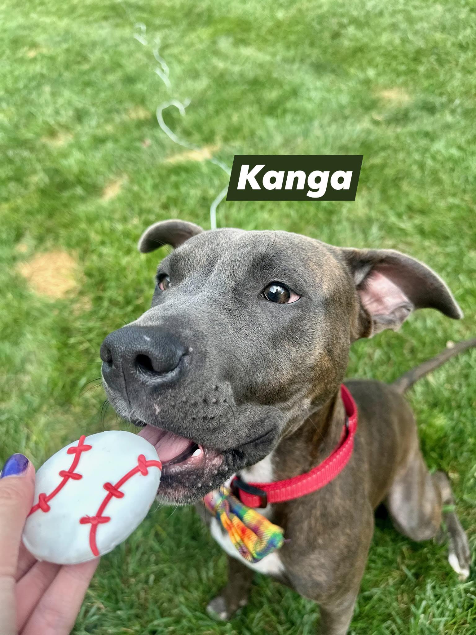 Enlarge Kanga, a Adoptable mixed breed in Speedway, IN image 1/5
