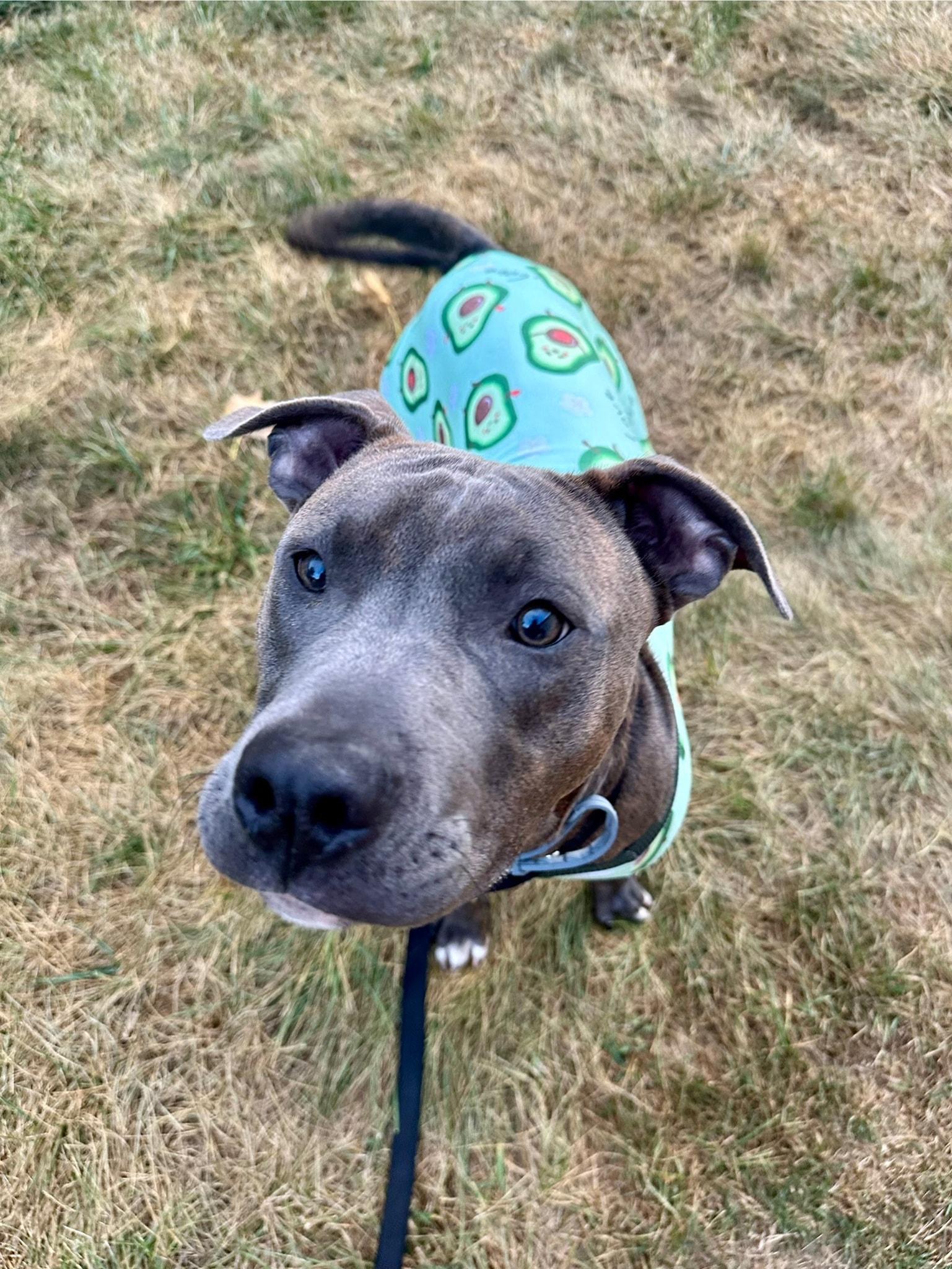 Enlarge Kanga, a Adoptable mixed breed in Speedway, IN image 2/5