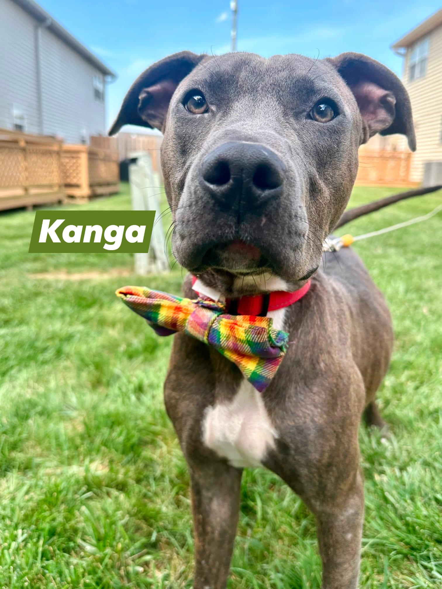 Enlarge Kanga, a Adoptable mixed breed in Speedway, IN image 3/5