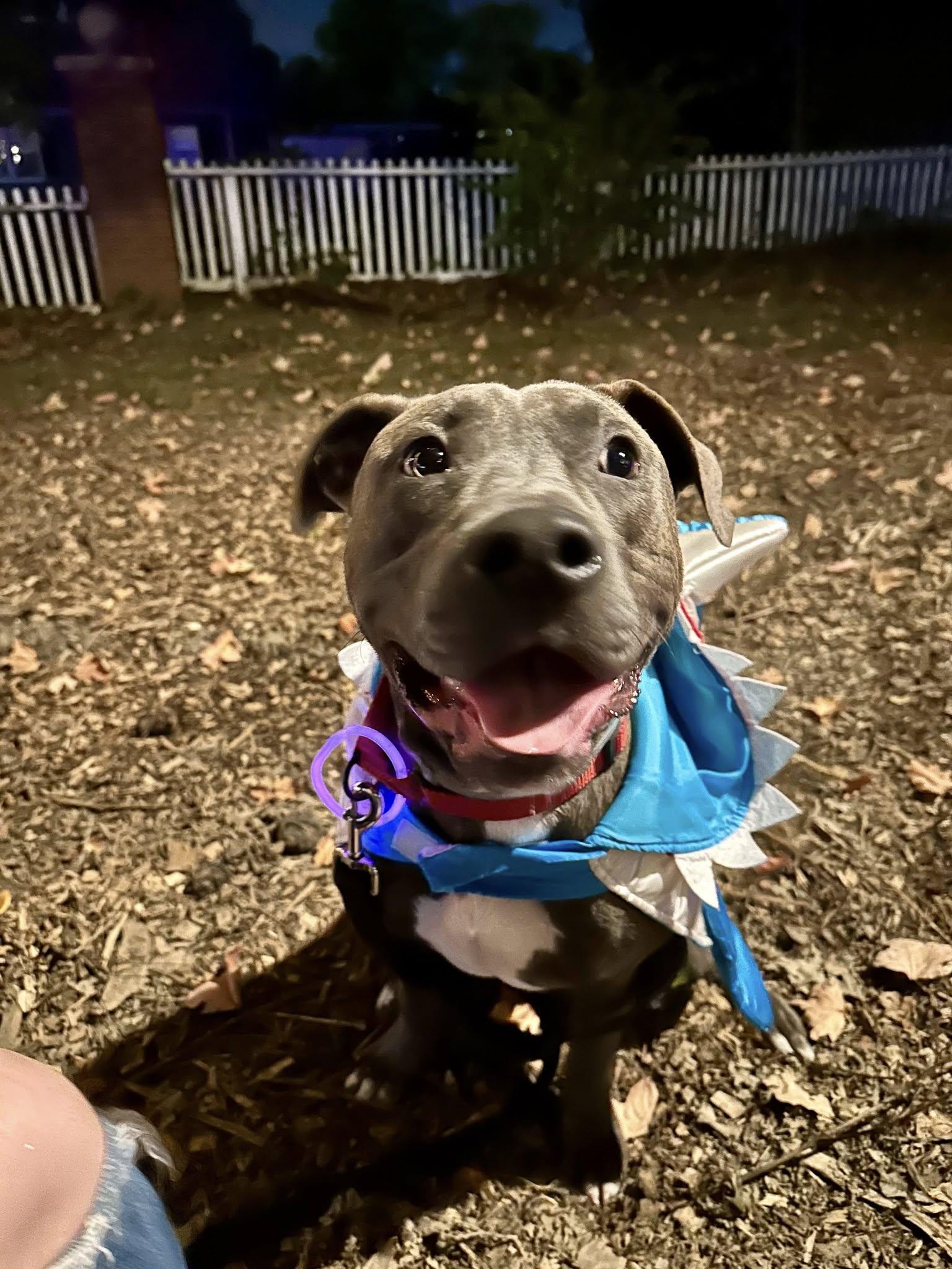 Enlarge Kanga, a Adoptable mixed breed in Speedway, IN image 4/5