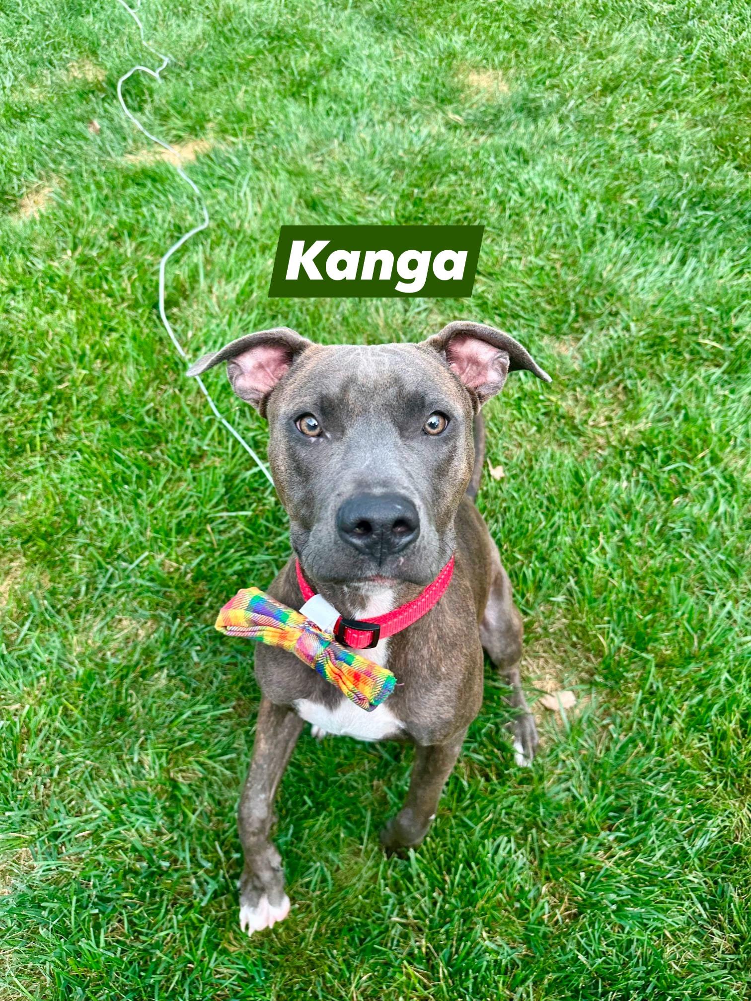 Enlarge Kanga, a Adoptable mixed breed in Speedway, IN image 5/5