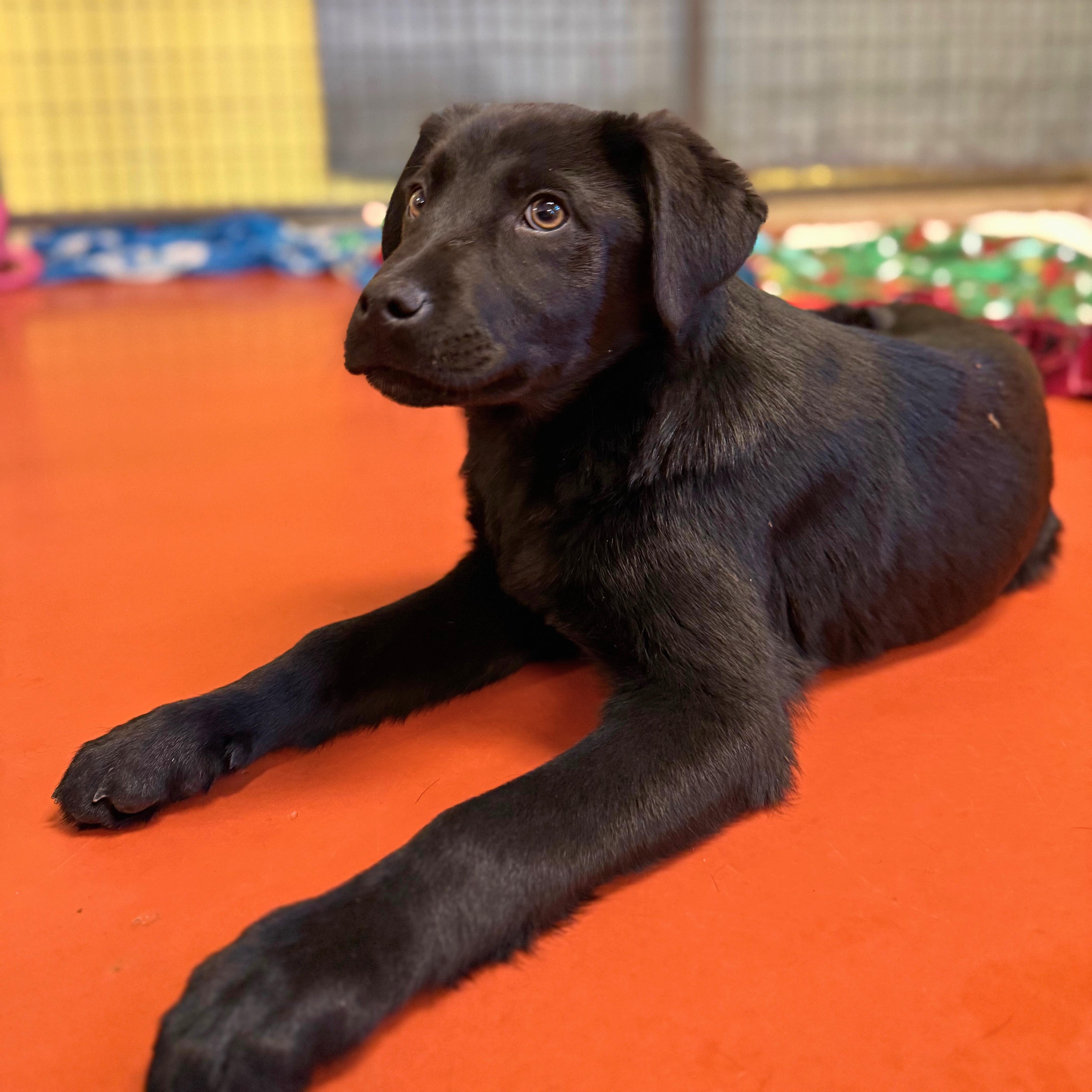 Enlarge Avalanche, an adopted mixed breed in Ridgway, CO image 3/3