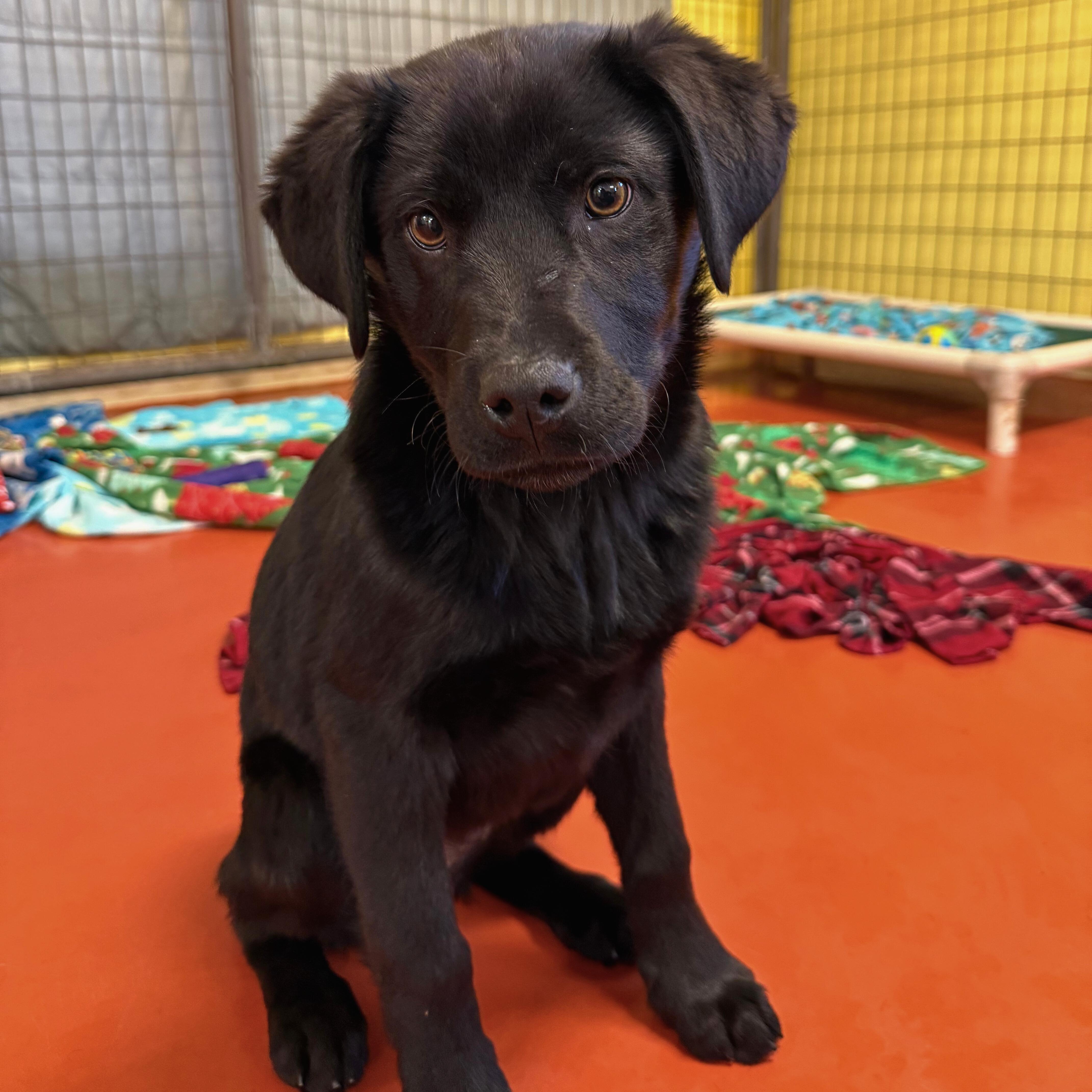 Enlarge Avalanche, an adopted mixed breed in Ridgway, CO image 2/3
