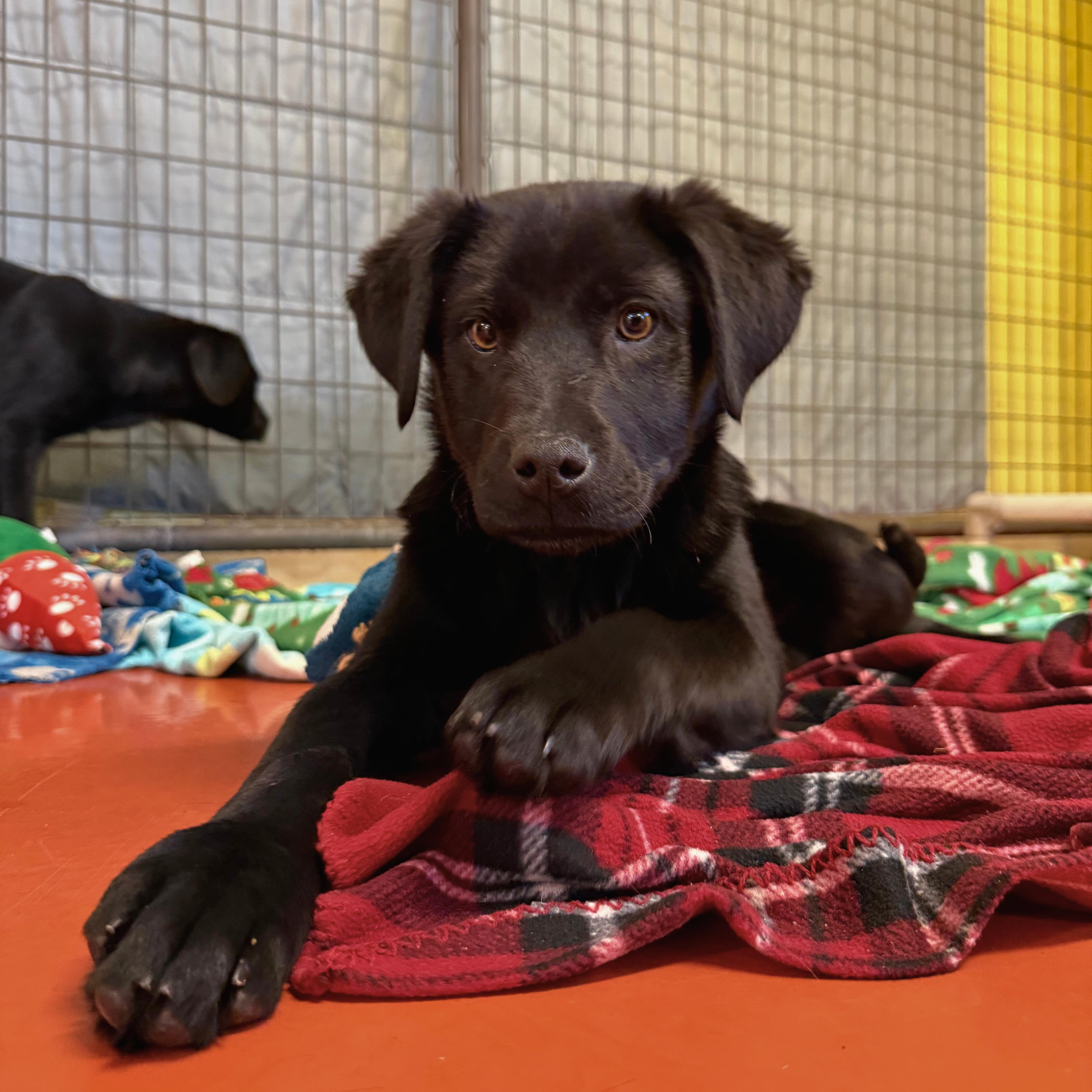Avalanche, adopted, Puppy Male Black Labrador Retriever.
