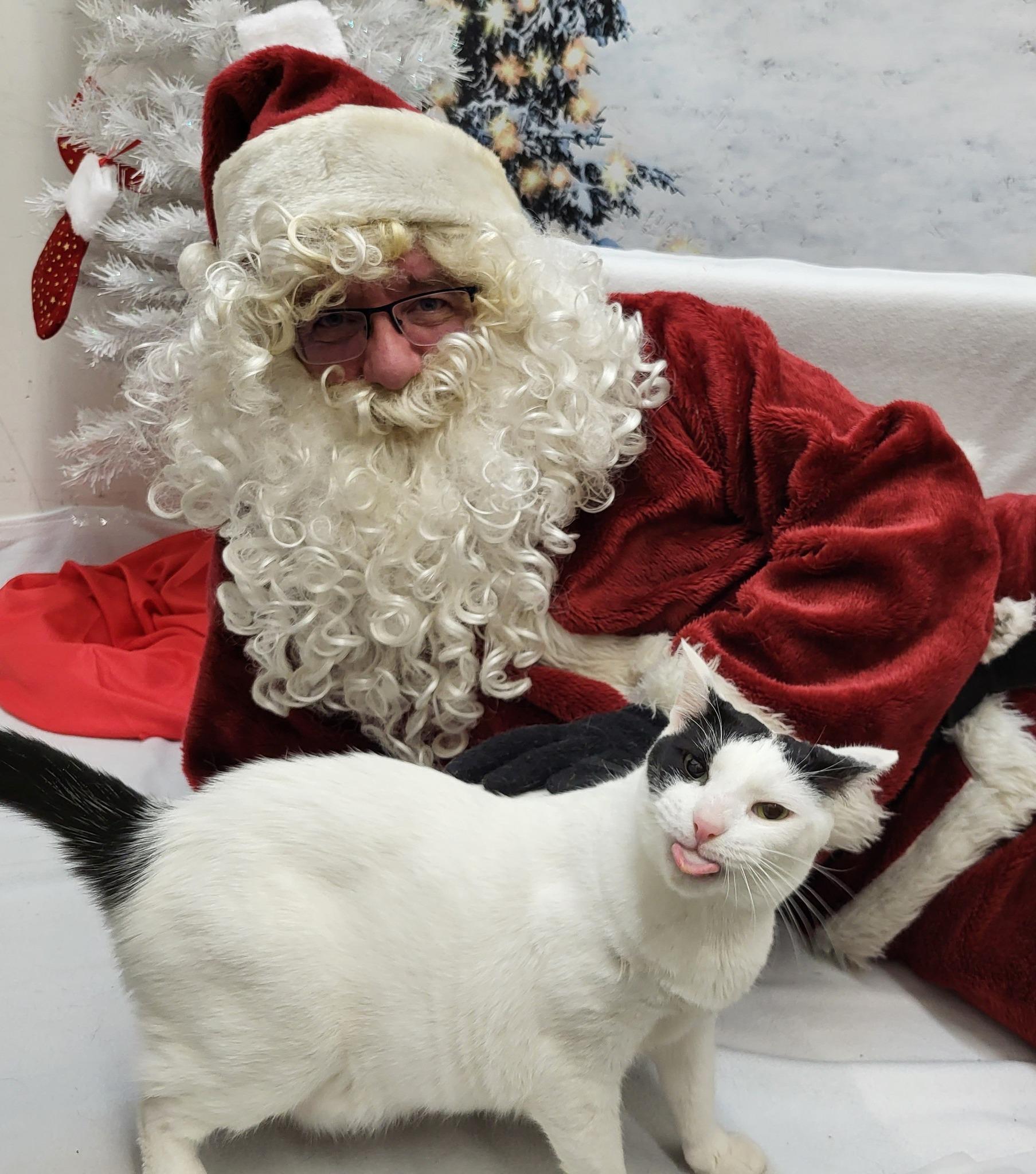 Laverne, a Adoptable Domestic Short Hair in Indianapolis, IN image 1/6