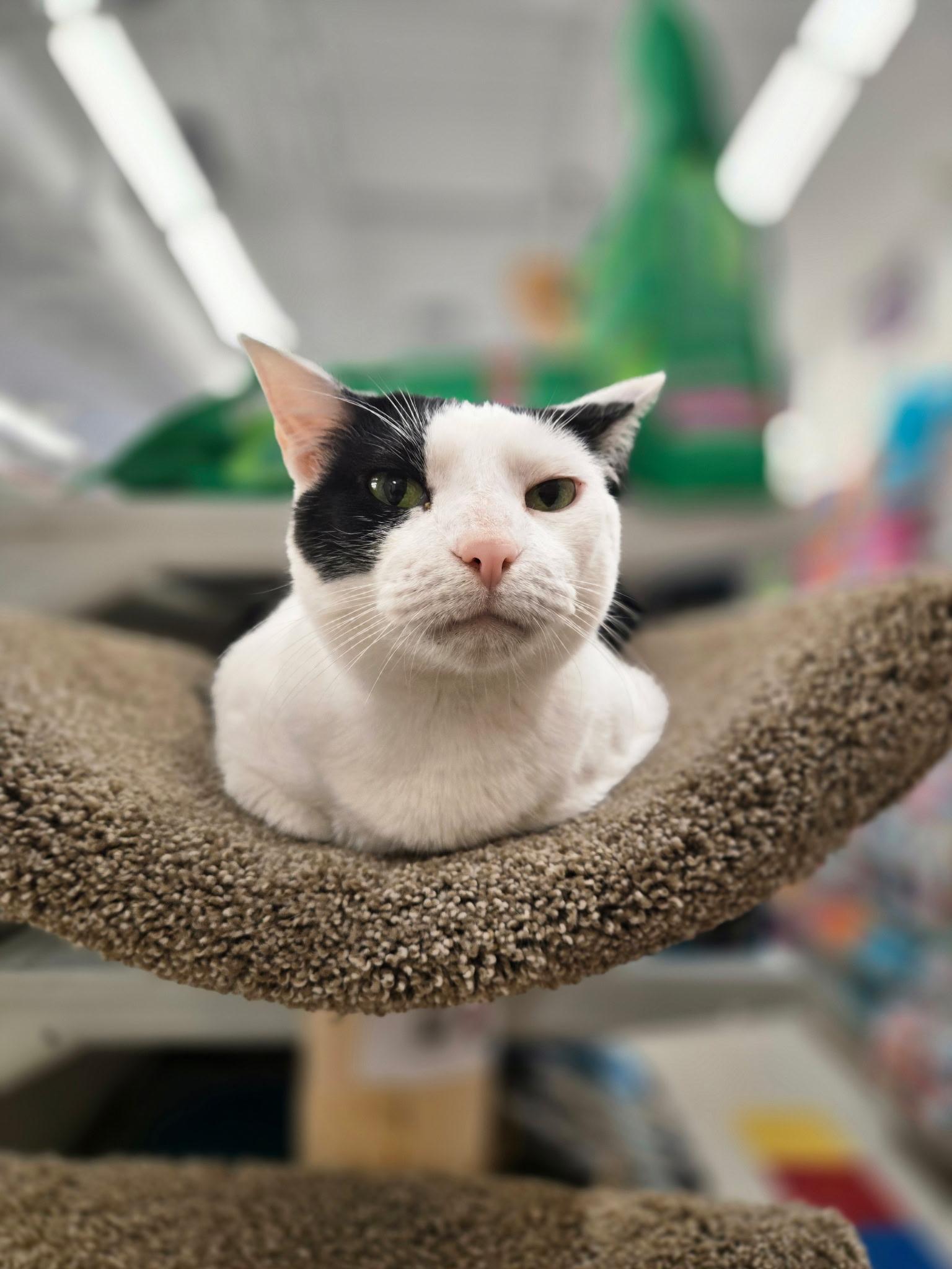 Enlarge Laverne, a Adoptable Domestic Short Hair in Indianapolis, IN image 1/6