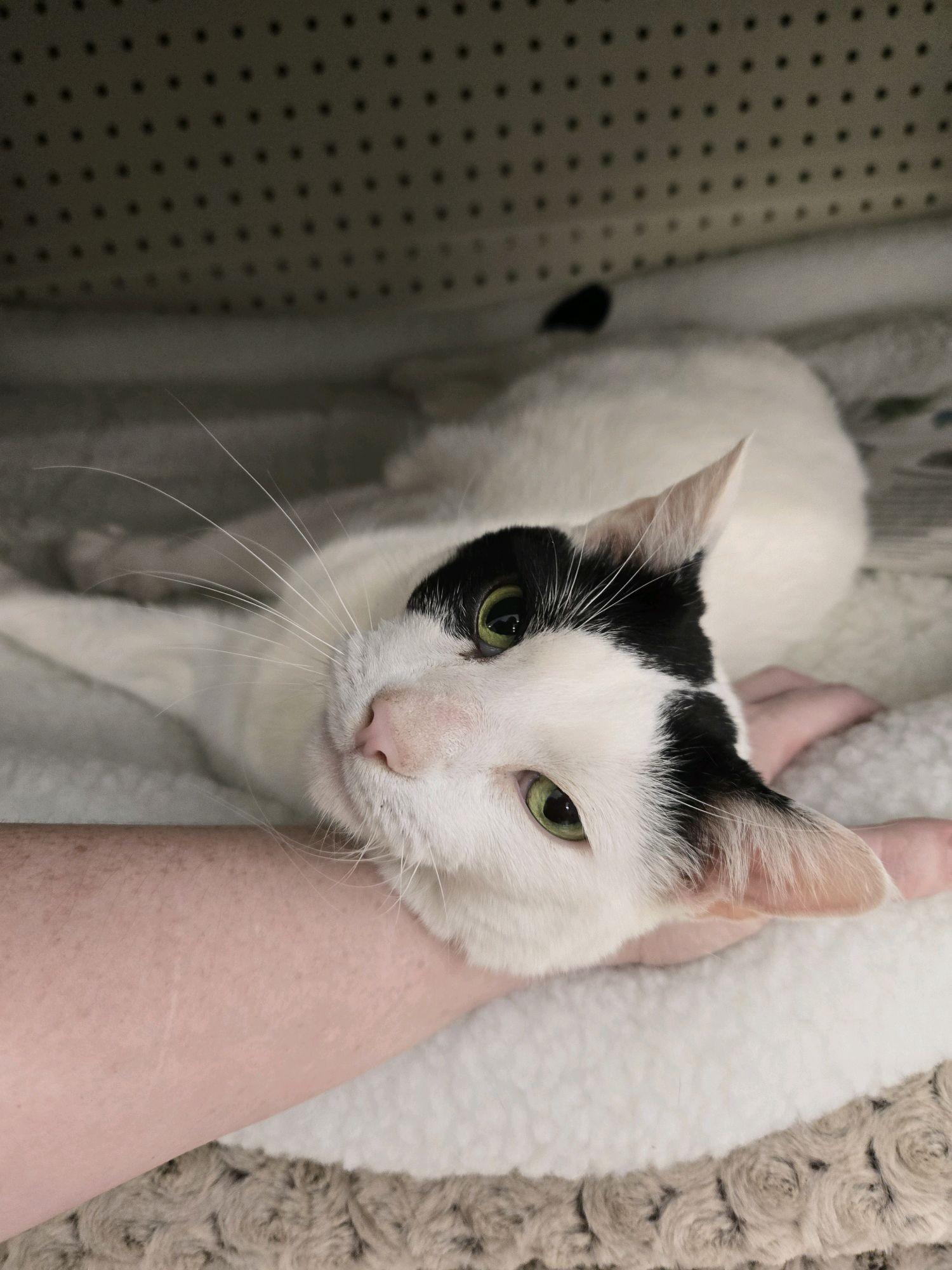 Enlarge Laverne, a Adoptable Domestic Short Hair in Indianapolis, IN image 3/6