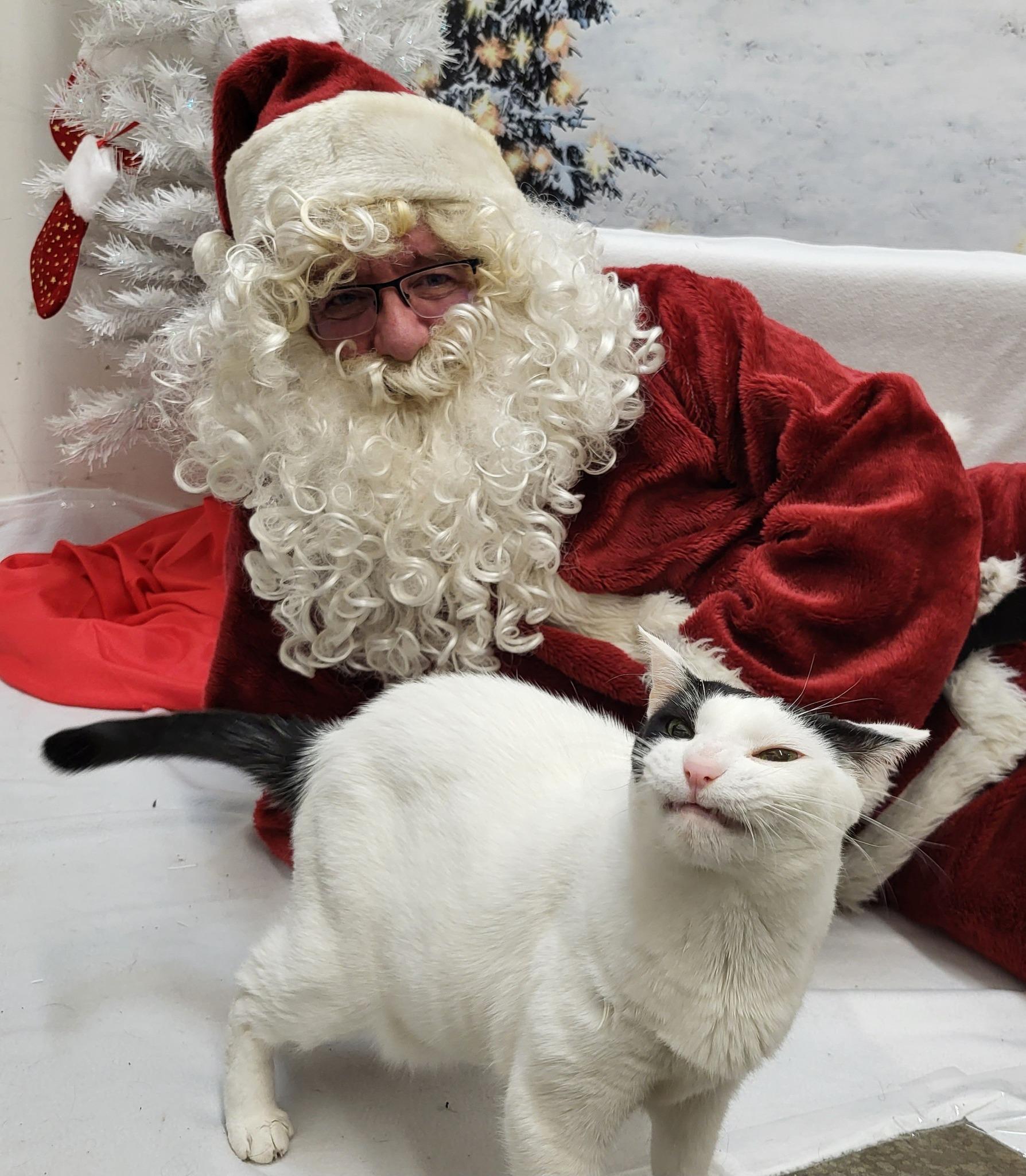 Laverne, a Adoptable Domestic Short Hair in Indianapolis, IN image 5/6