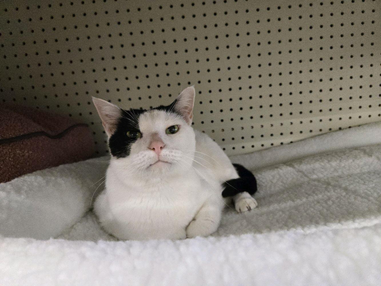 Enlarge Laverne, a Adoptable Domestic Short Hair in Indianapolis, IN image 4/6