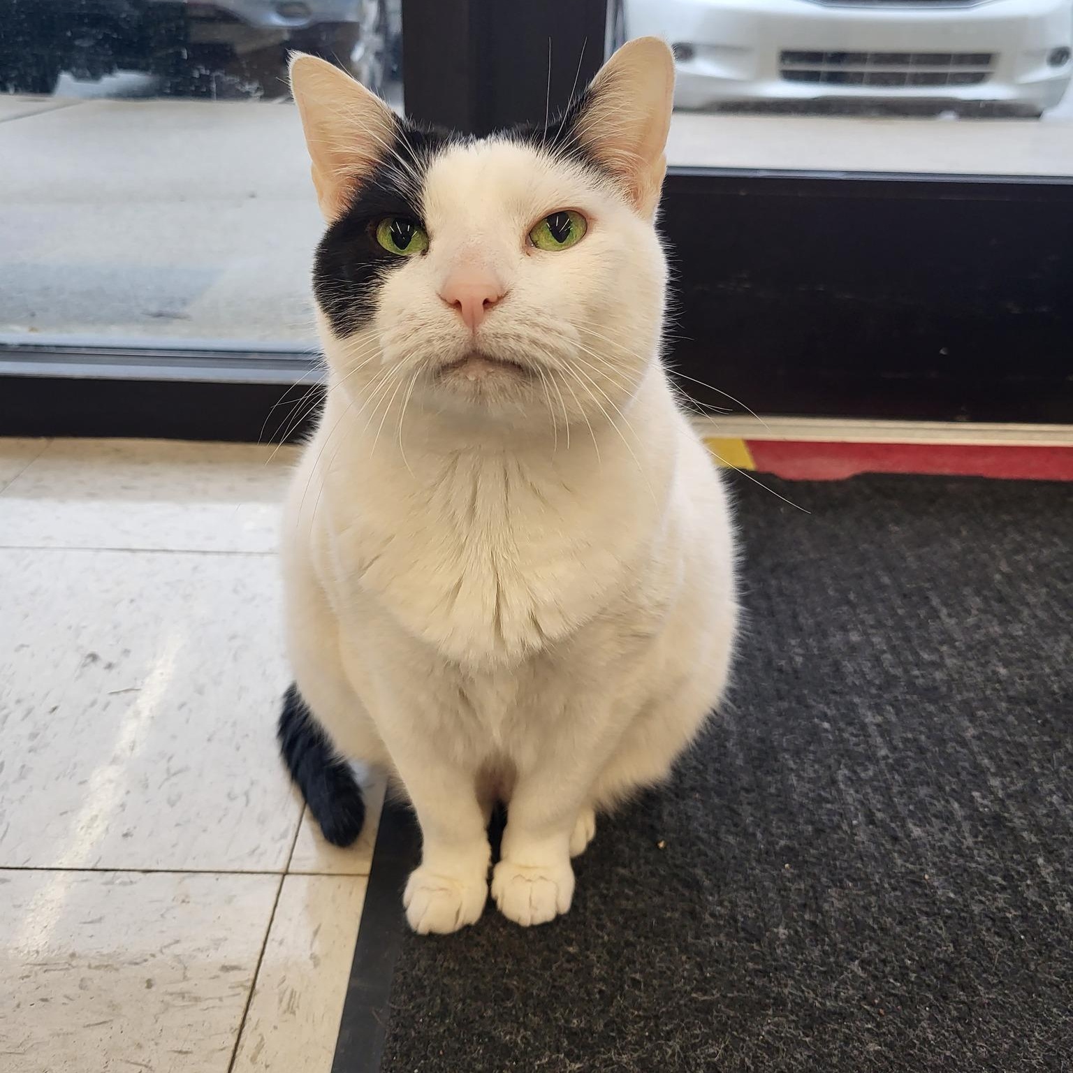 Laverne, adoptable, Adult Female Domestic Short Hair.