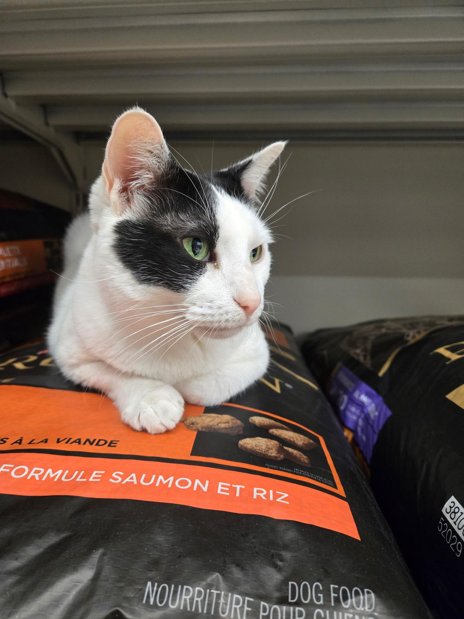 Enlarge Laverne, a Adoptable Domestic Short Hair in Indianapolis, IN image 5/6