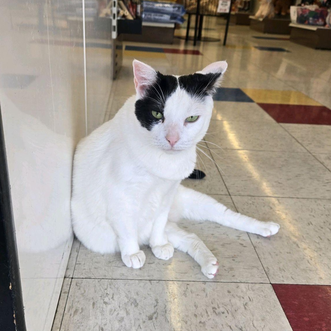 Enlarge Laverne, a Adoptable Domestic Short Hair in Indianapolis, IN image 2/6