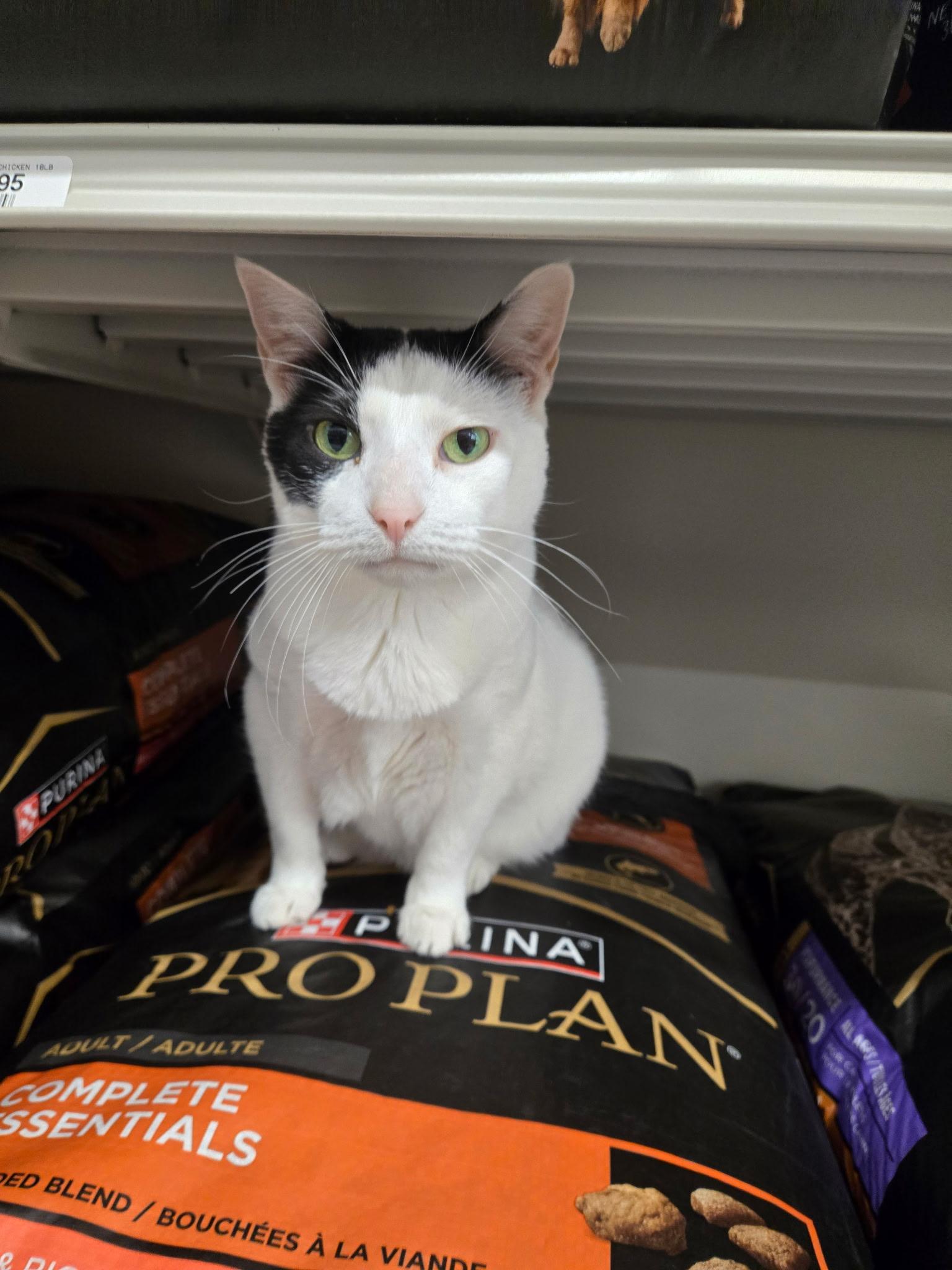 Enlarge Laverne, a Adoptable Domestic Short Hair in Indianapolis, IN image 6/6