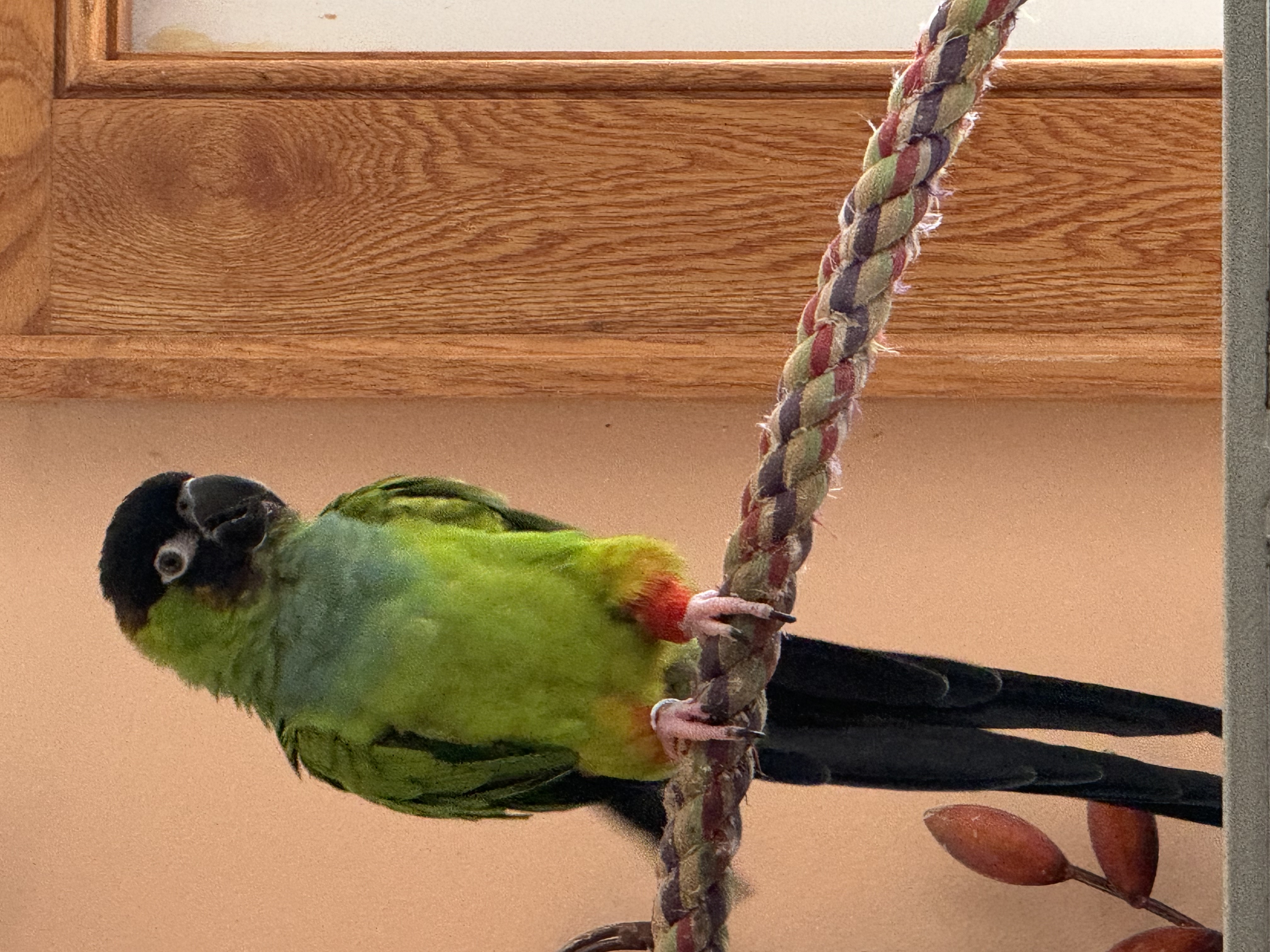 Enlarge Max, a Adoptable Conure in Blairstown, NJ image 1/2