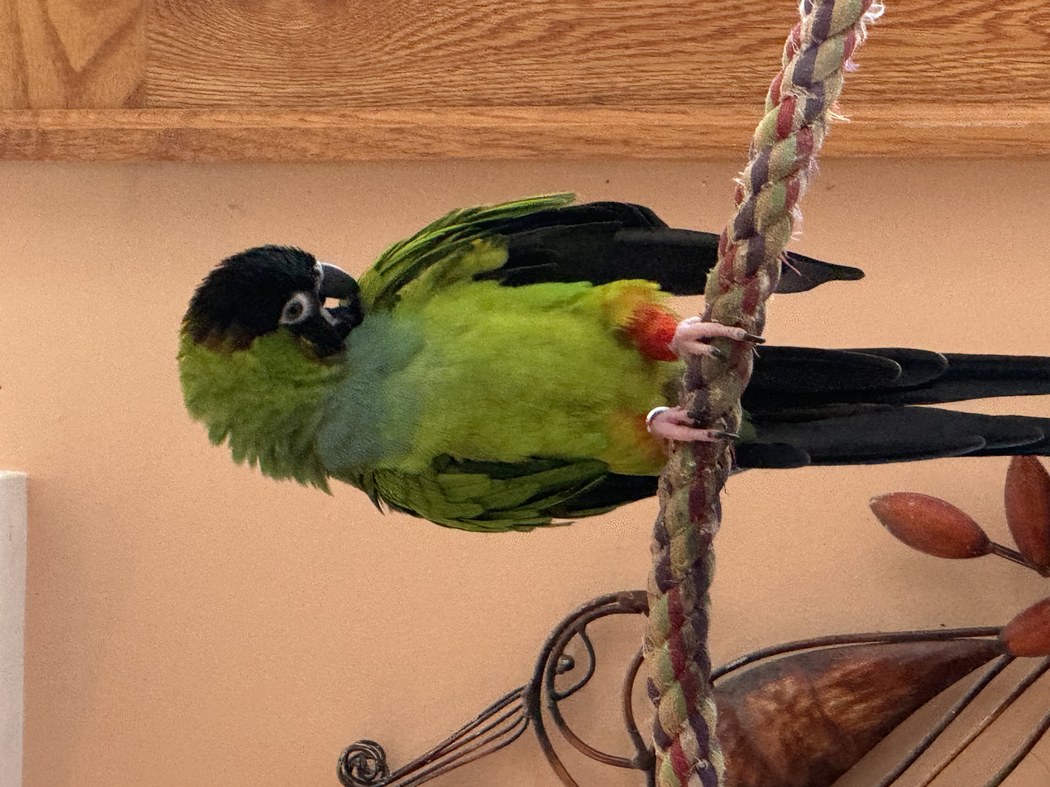 Enlarge Max, a Adoptable Conure in Blairstown, NJ image 2/2