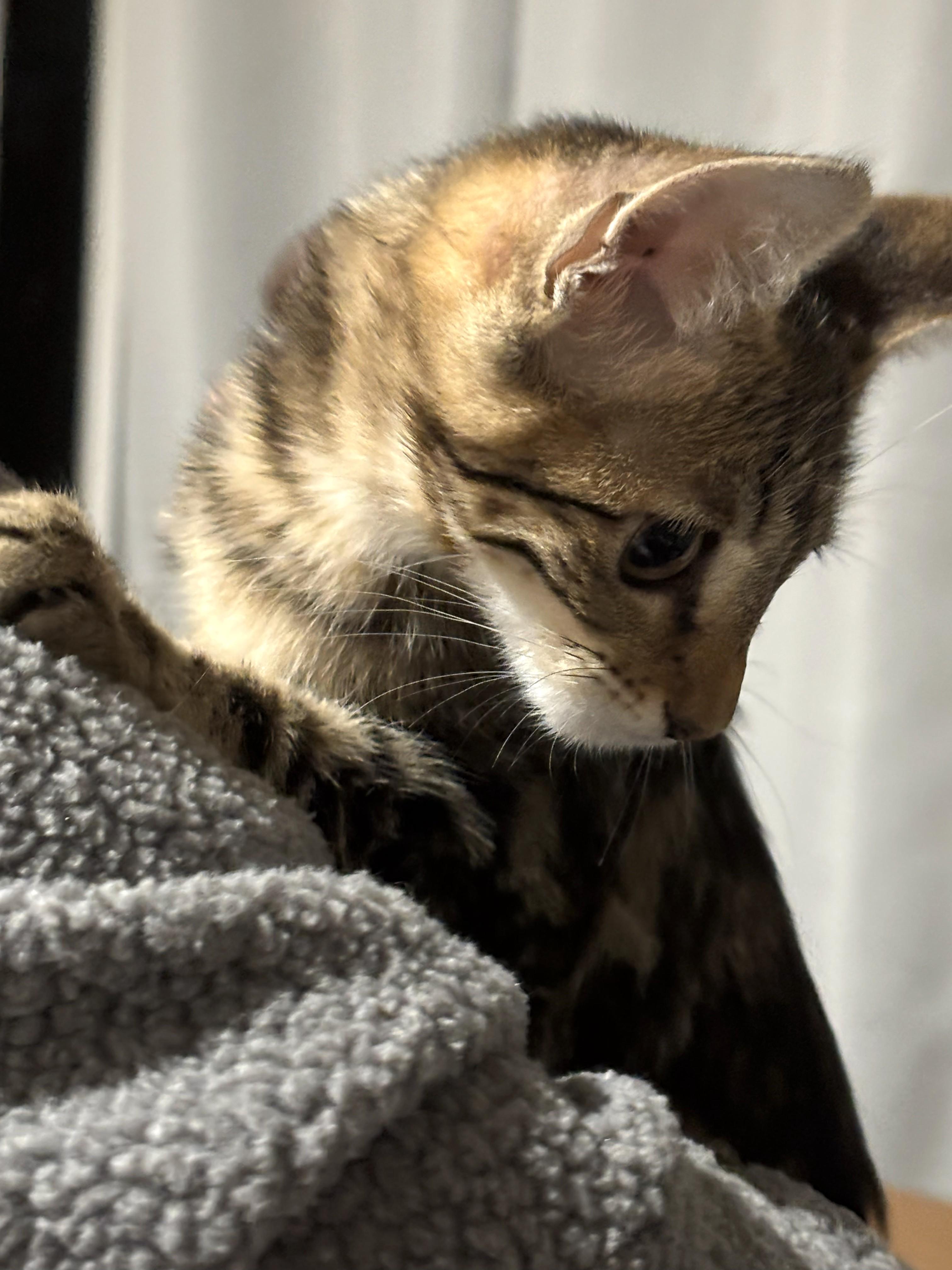 Lexi, adopted, Kitten Female Tabby & Domestic Short Hair.