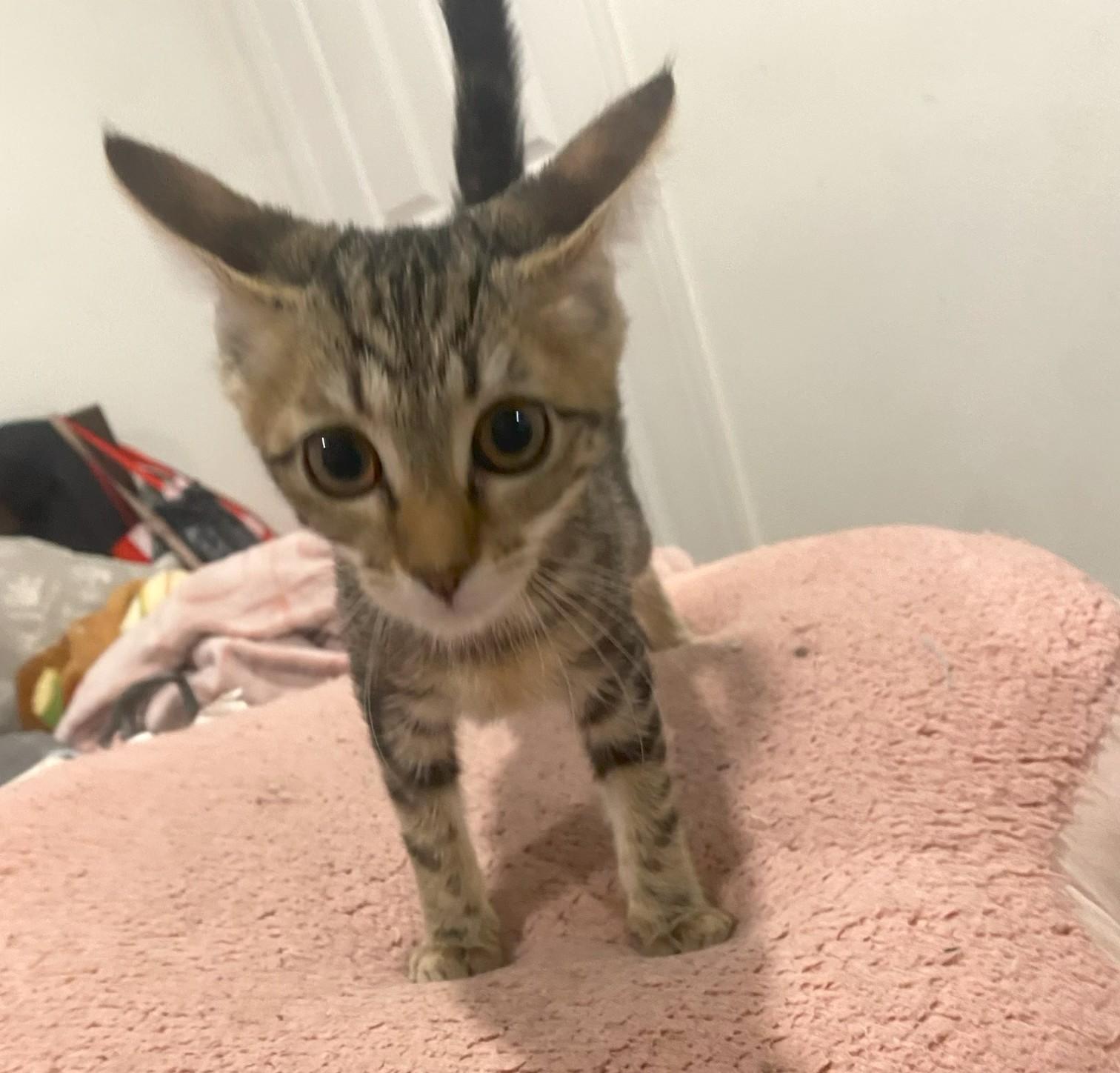 Enlarge Lexi, an adopted mixed breed in Mission Viejo, CA image 3/3