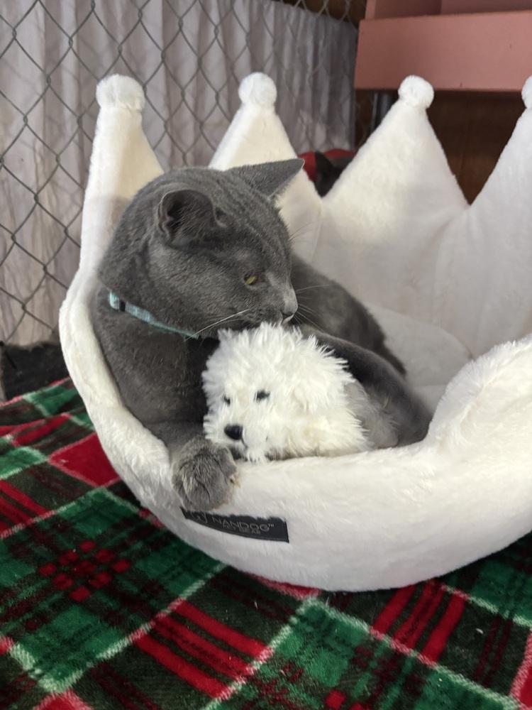 Enlarge STARSKY, a Adoptable mixed breed in New Woodstock, NY image 1/6