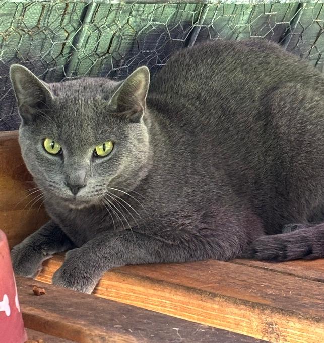 Enlarge STARSKY, a Adoptable mixed breed in New Woodstock, NY image 2/6