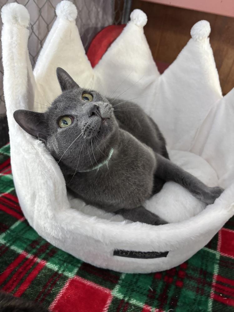 Enlarge STARSKY, a Adoptable mixed breed in New Woodstock, NY image 3/6