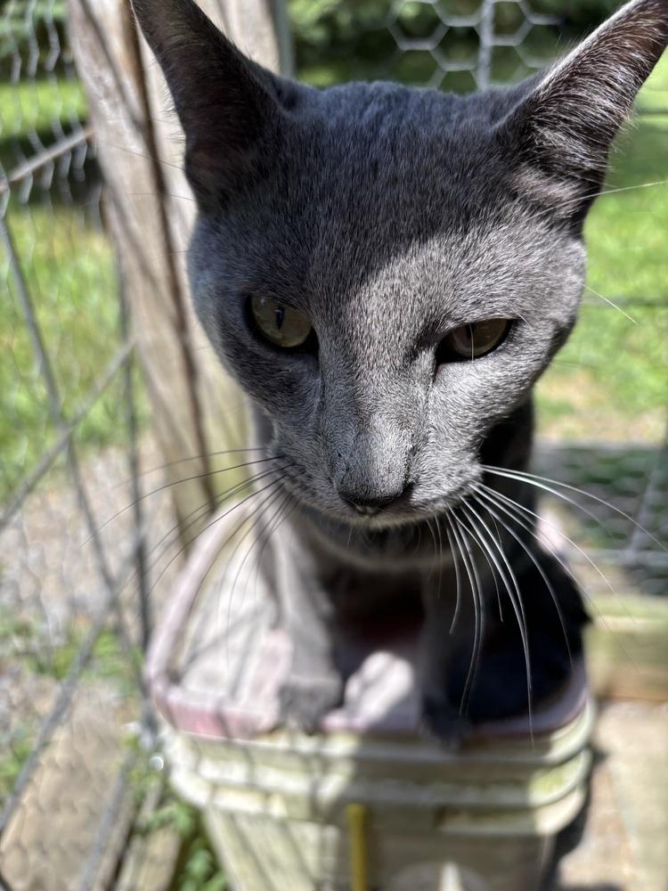 Enlarge STARSKY, a Adoptable mixed breed in New Woodstock, NY image 4/6
