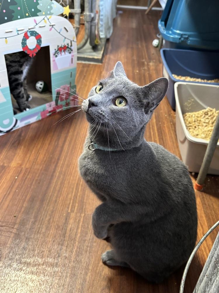 Enlarge STARSKY, a Adoptable mixed breed in New Woodstock, NY image 6/6