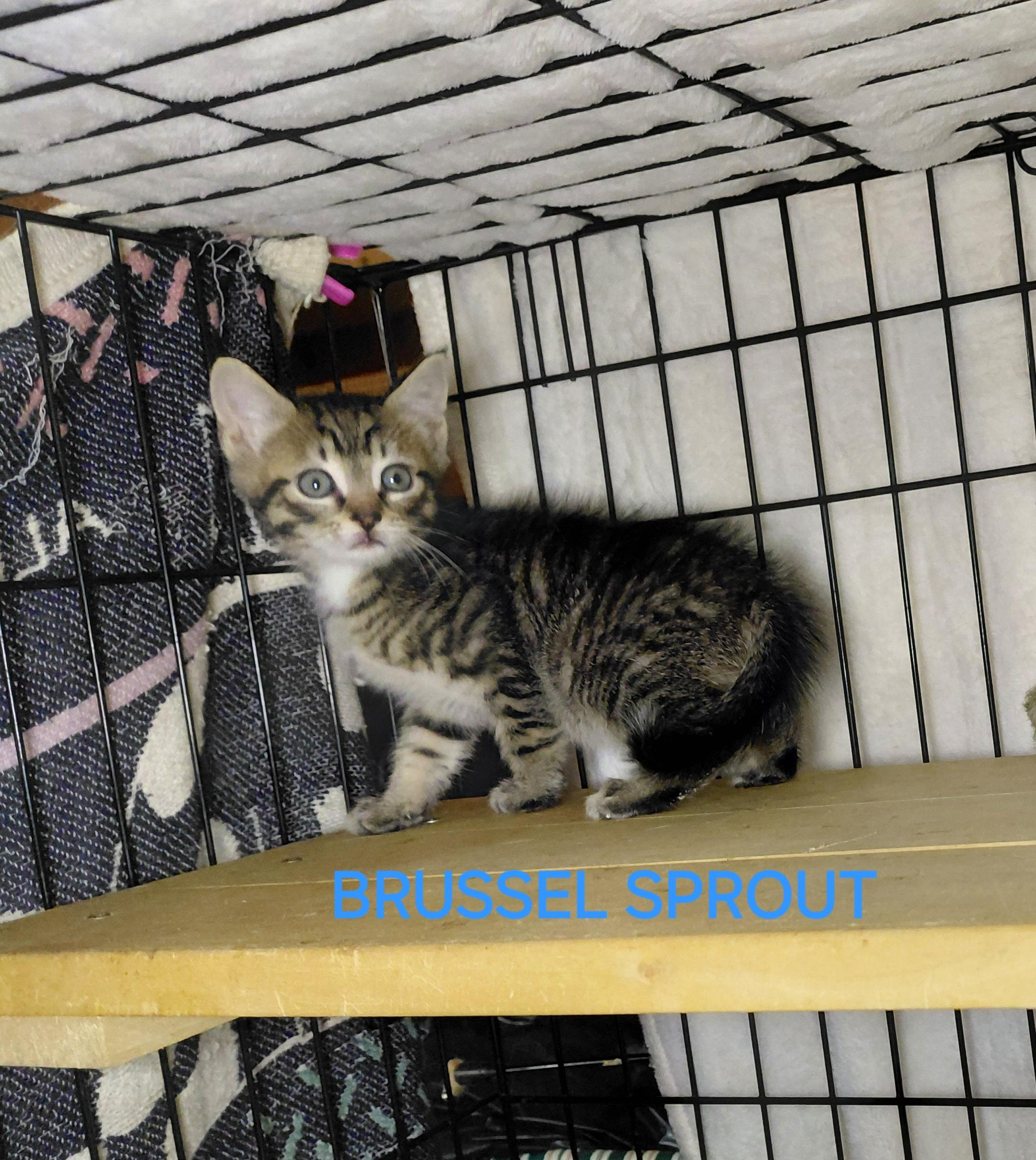 Enlarge Brussels Sprout, a ADOPTABLE Domestic Short Hair in Bethpage, NY image 1/1