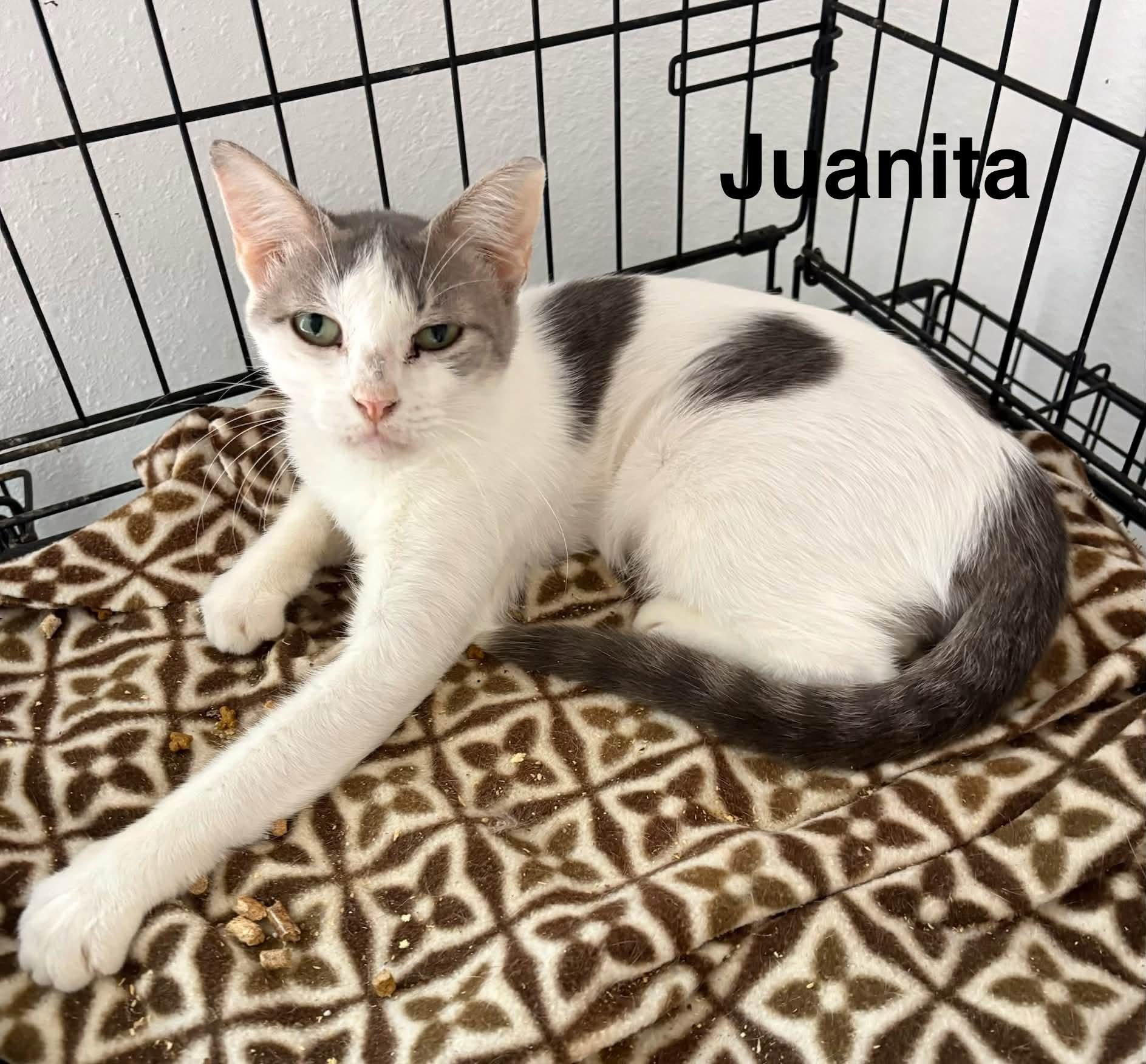 Jasmine photo