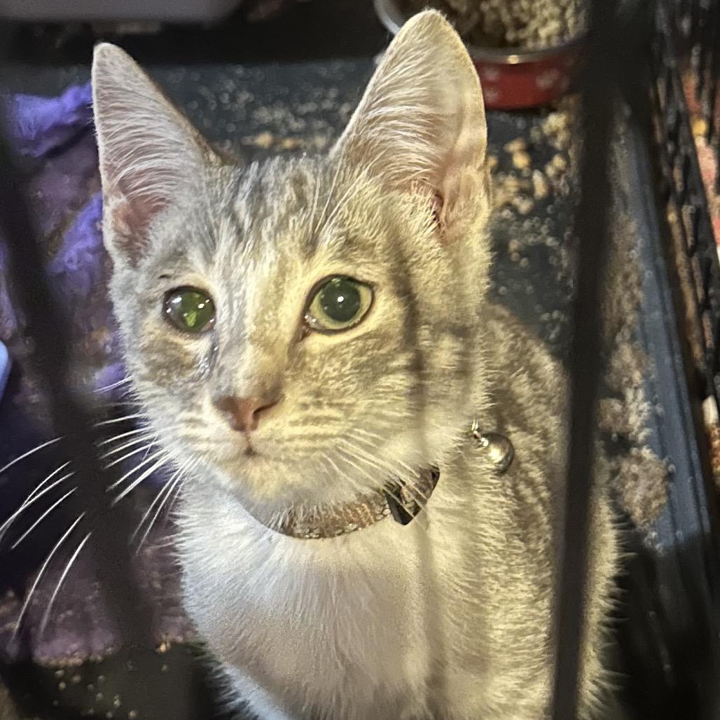 Takeo, Adoptable, Young Male Domestic Short Hair.