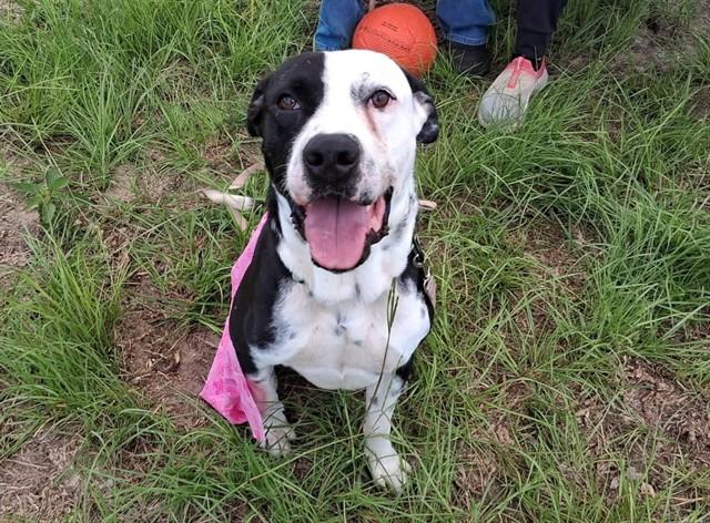 GOOSE, Adoptable, Young Male Pit Bull Terrier & Mixed Breed.
