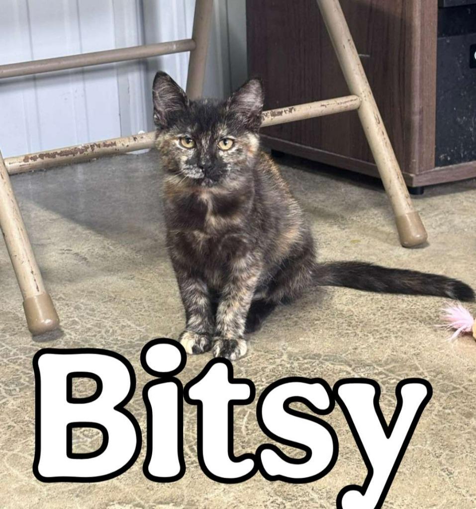 Enlarge Bitsy, a Adoptable Domestic Short Hair in Hillsboro, OH image 1/2