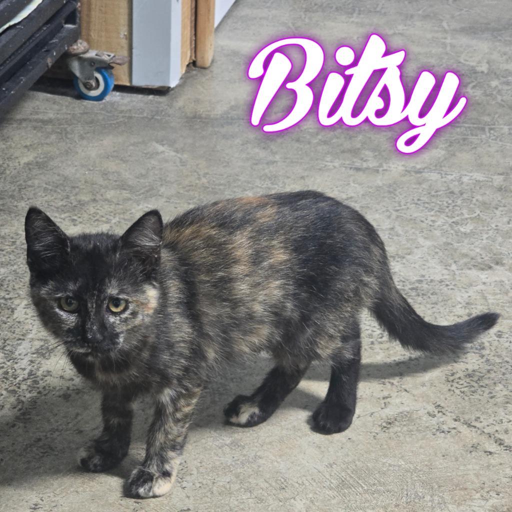 Enlarge Bitsy, a Adoptable Domestic Short Hair in Hillsboro, OH image 2/2