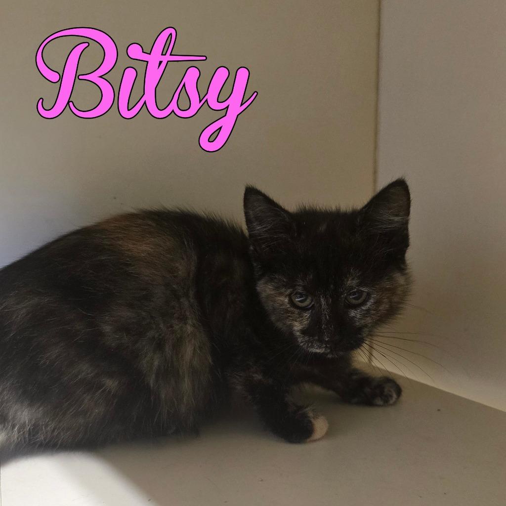 Enlarge Bitsy, a Adoptable Domestic Short Hair in Hillsboro, OH image 1/1