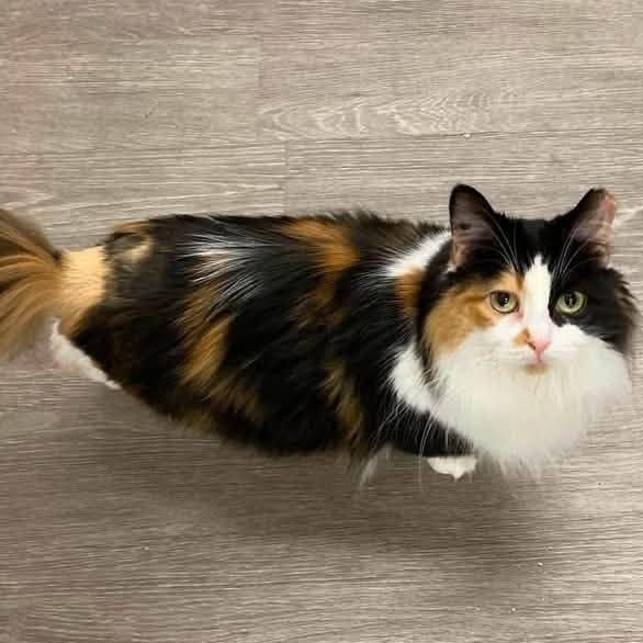 Peony, adopted, Adult Female Domestic Long Hair.