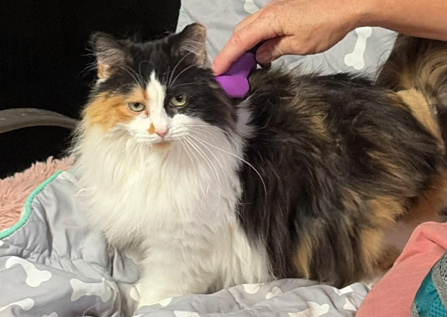 Peony, an adopted Domestic Long Hair in Cleveland, OH image 4/4